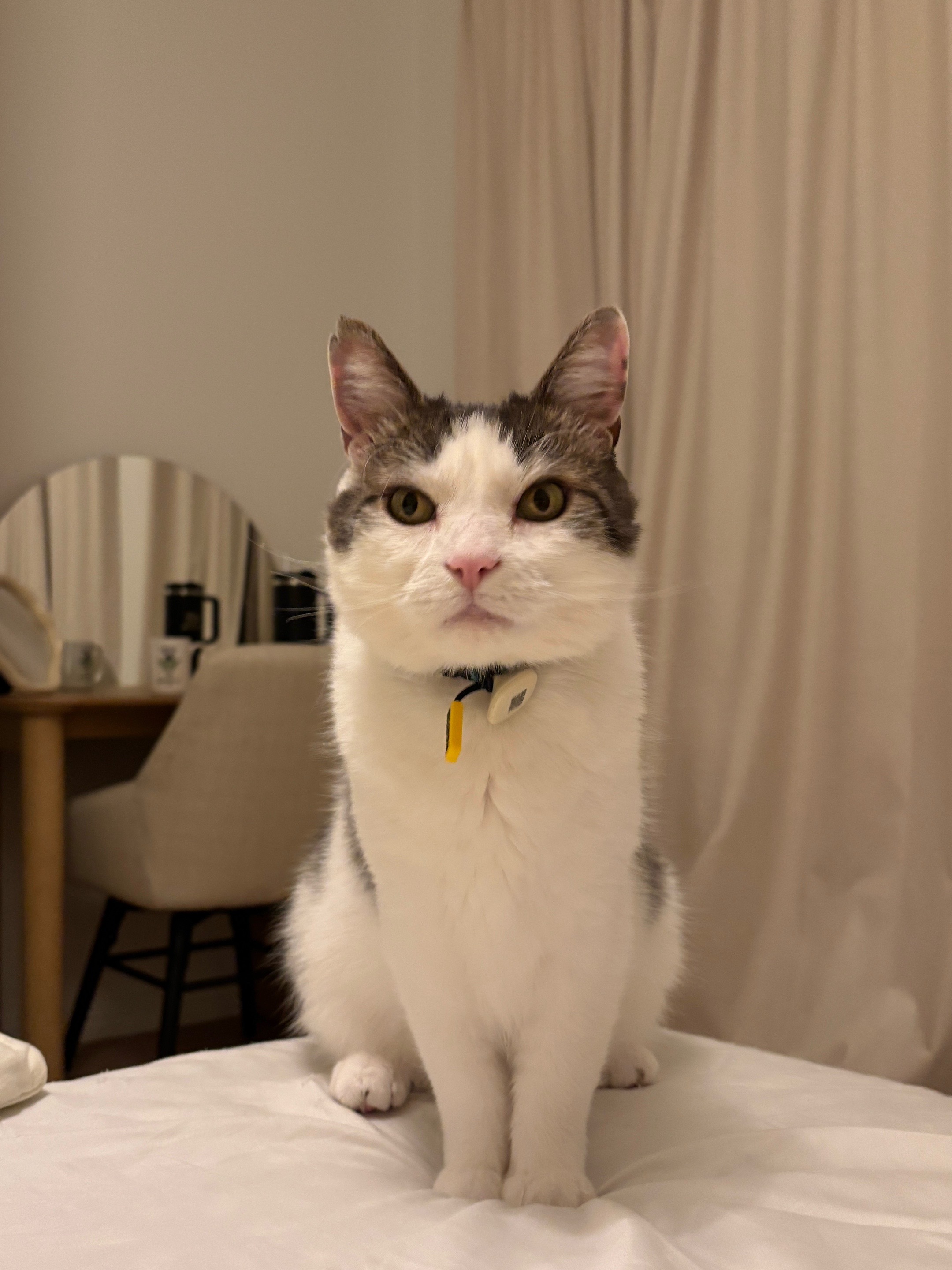 @Mimi Wawa Meow