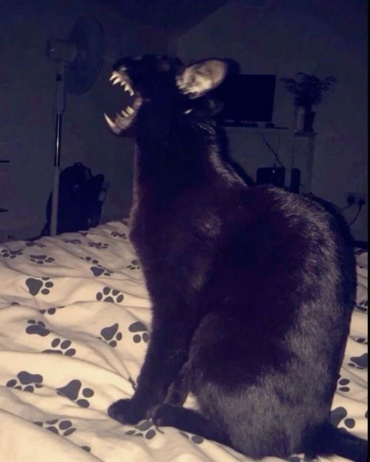 @⛧°.⋆༺𝔅𝖗𝖔𝖔𝖐𝖊༻⋆.°⛧