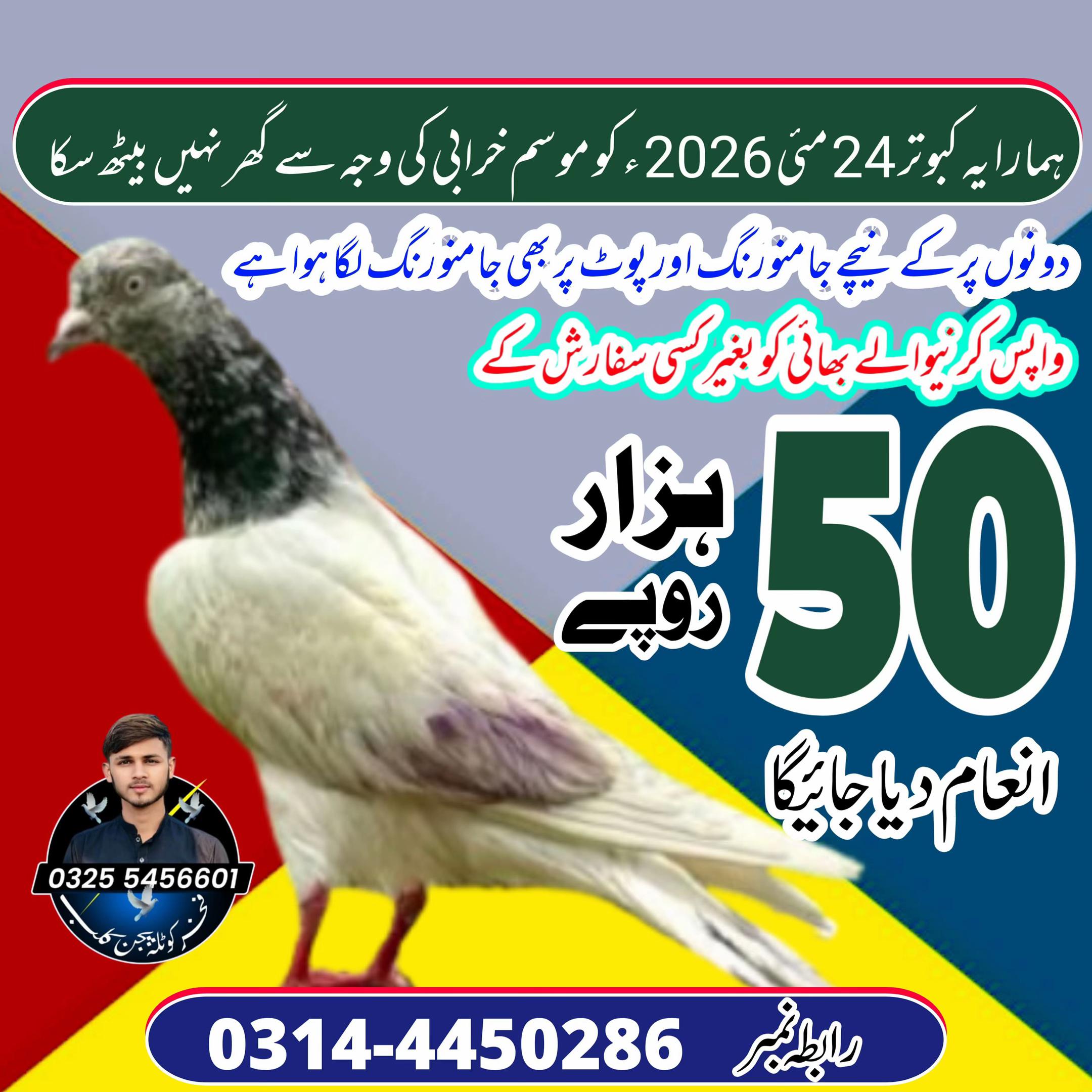 @pigeonpunjab0