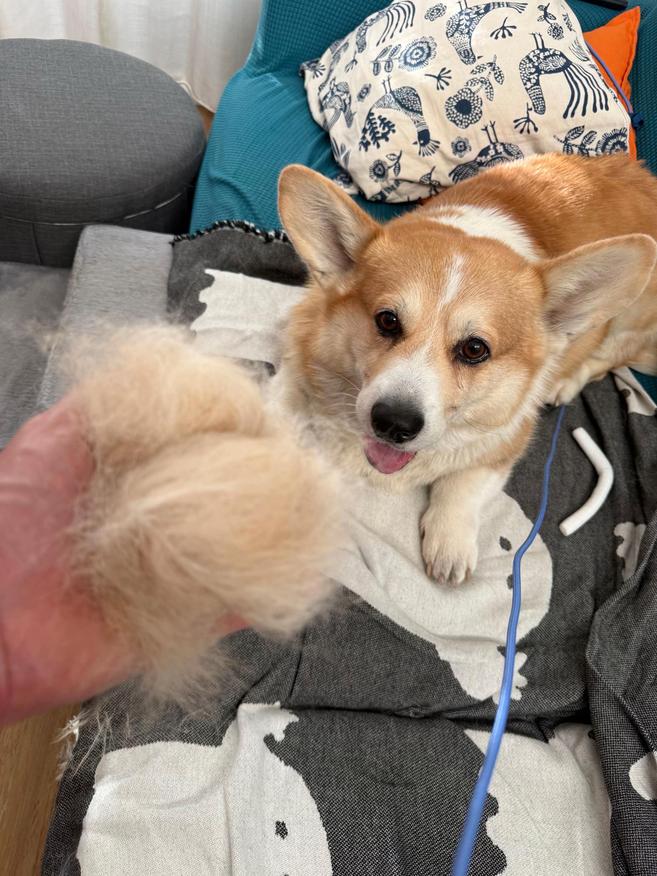 @Cheddar the Corgi