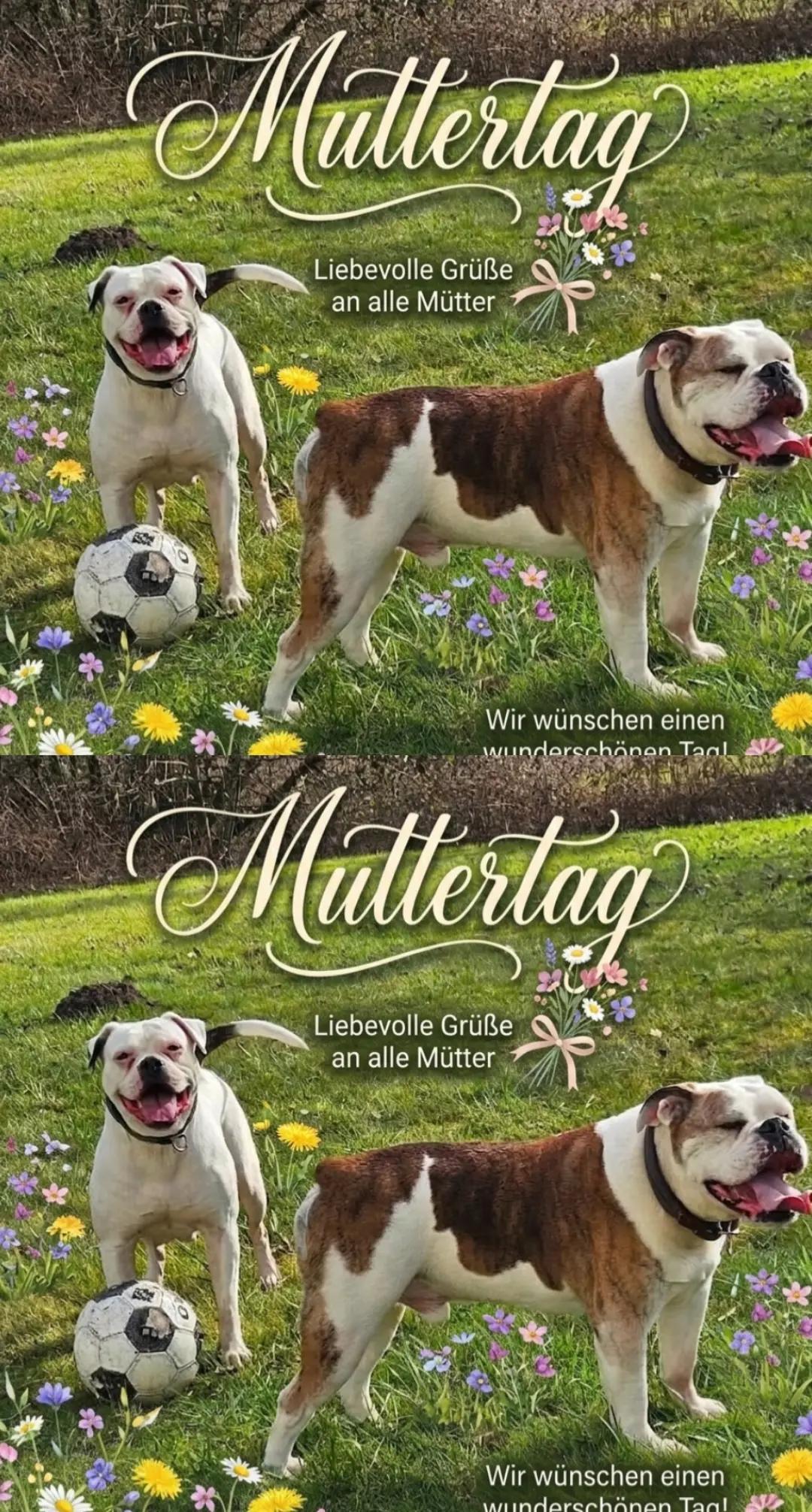 @💞Bollerschwein Mami💞