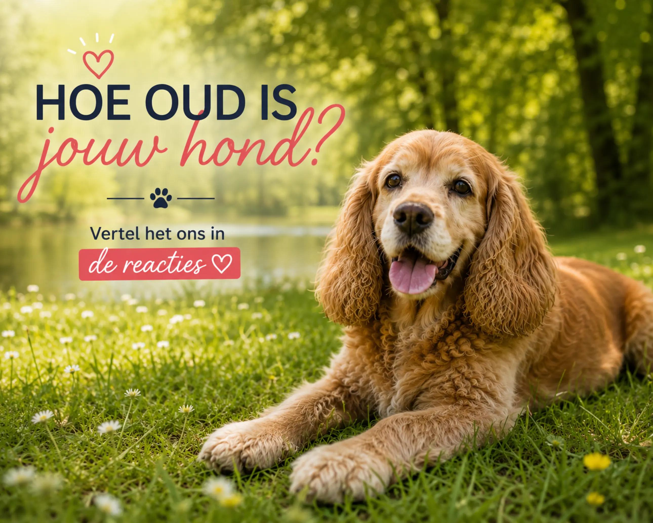 @Luxury Pets - Woefwinkel