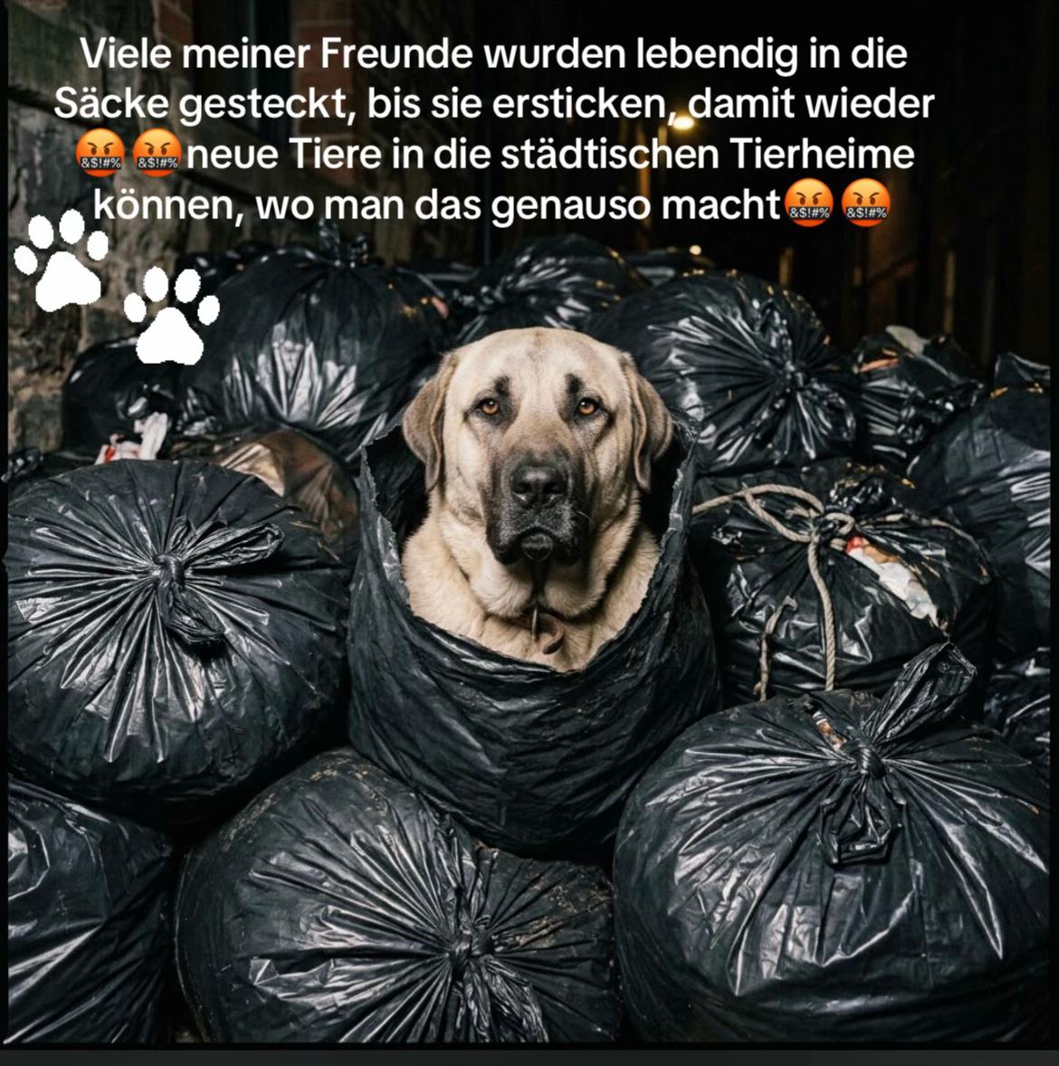 @Lua Team🐈🐕🦺Löwenherz❤️🦁