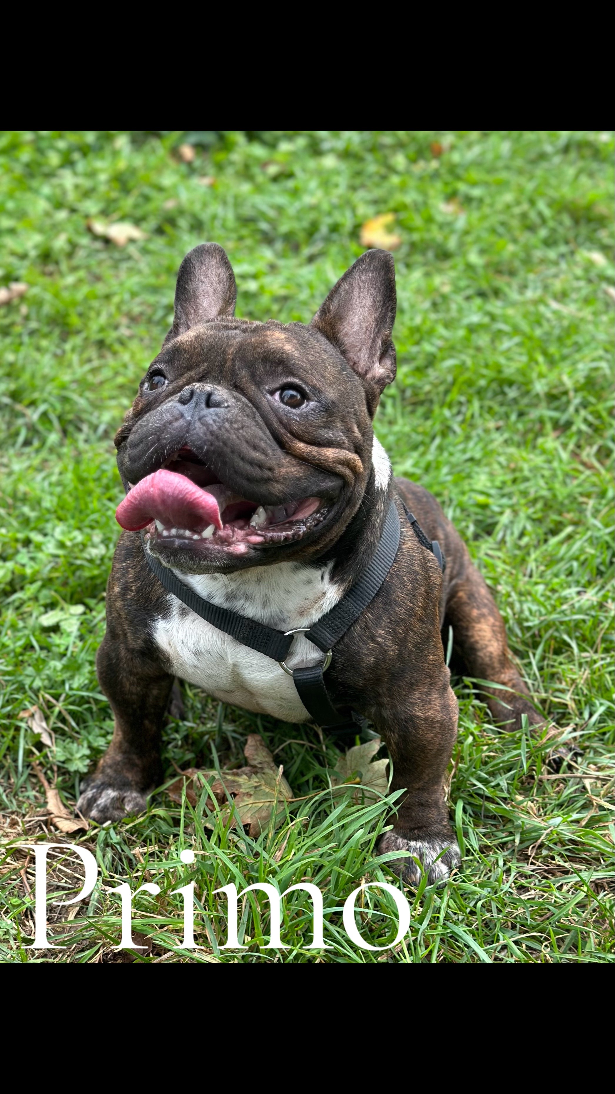 @mosthigh.bullycamp