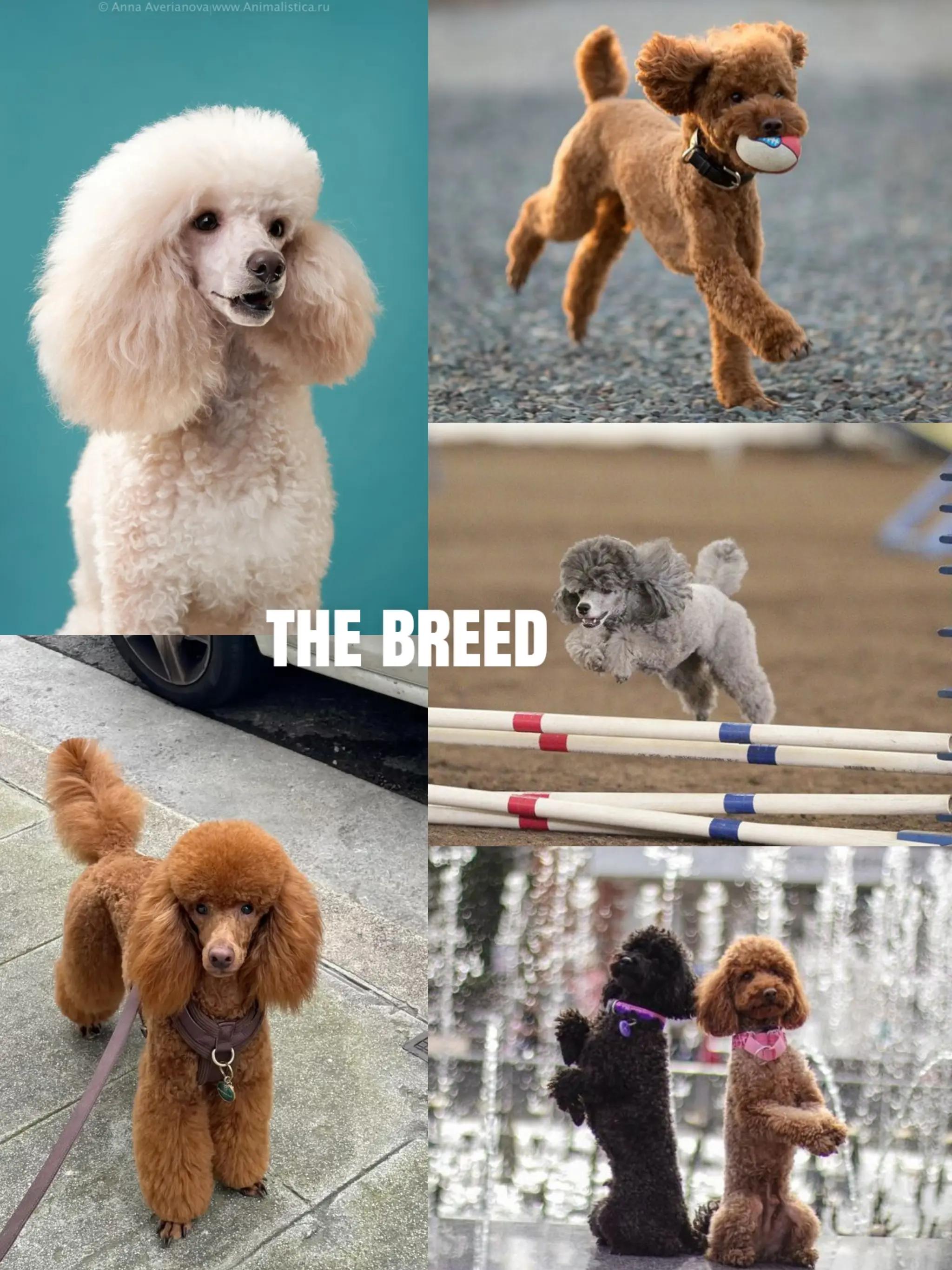 @💞🐾🐩