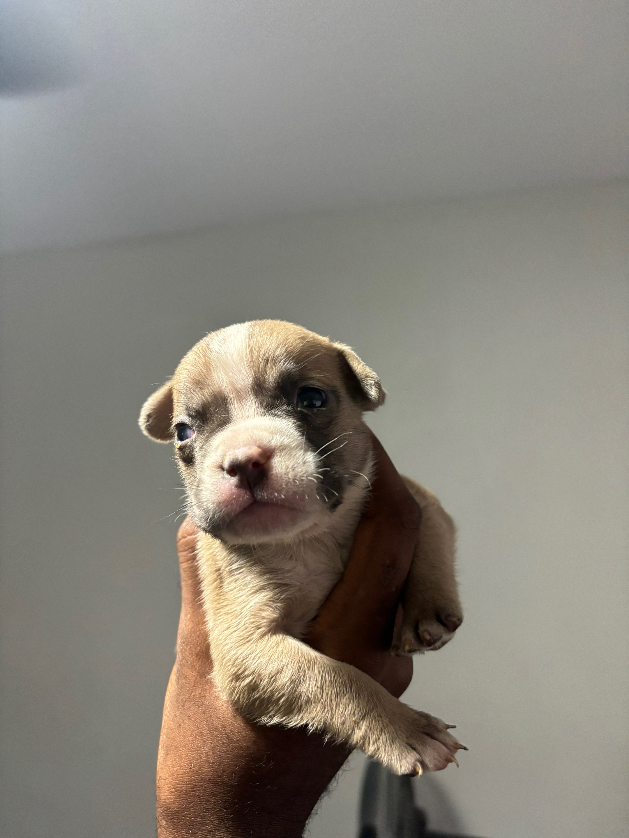 @BigDawgKennels