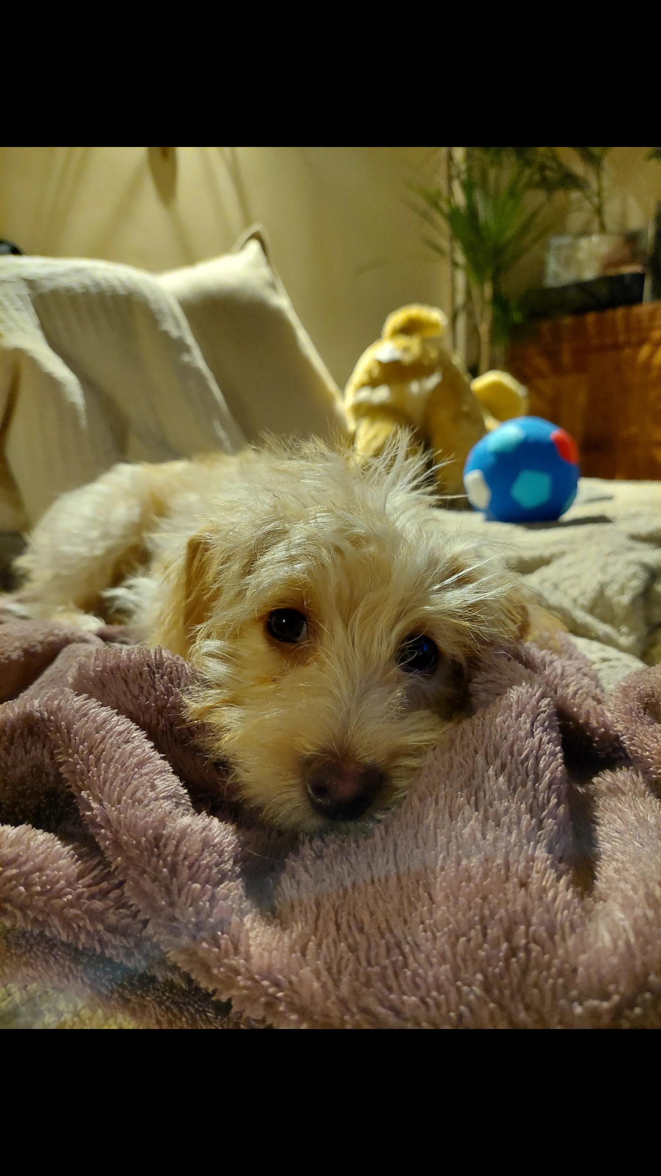 @PixiePup