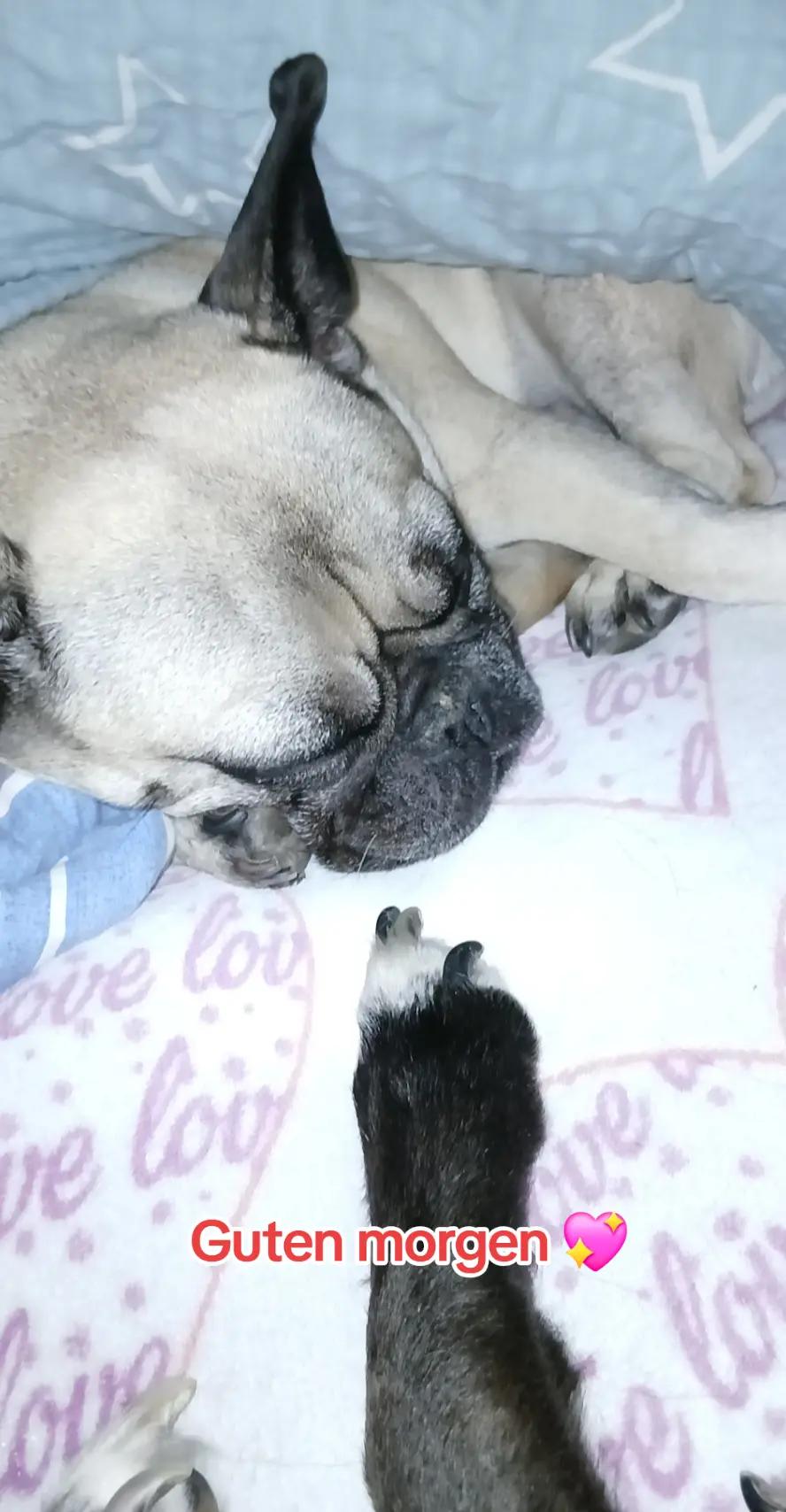 @Ninchen3309&Chilli♥️