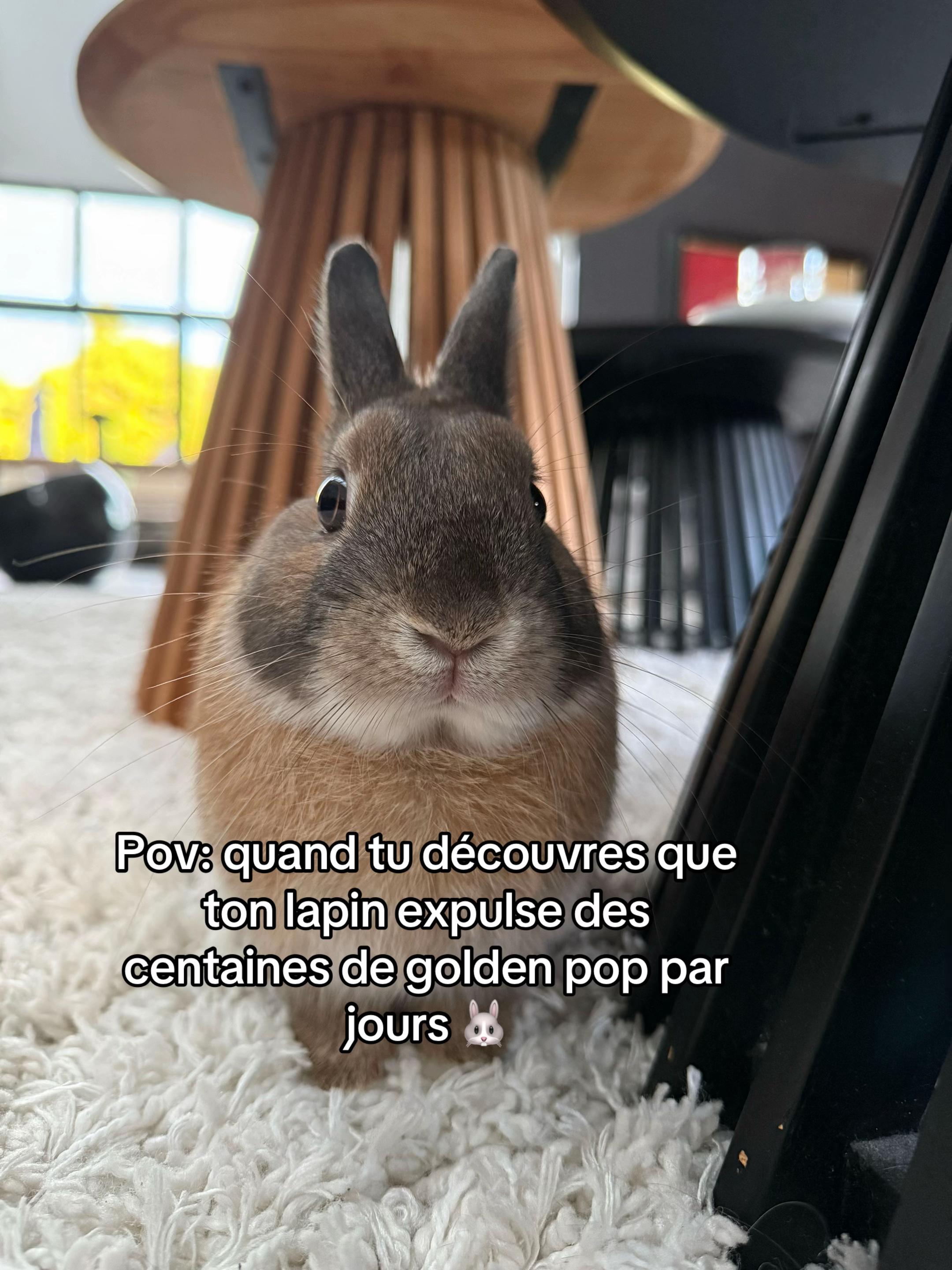 @Arizona🐰🤎