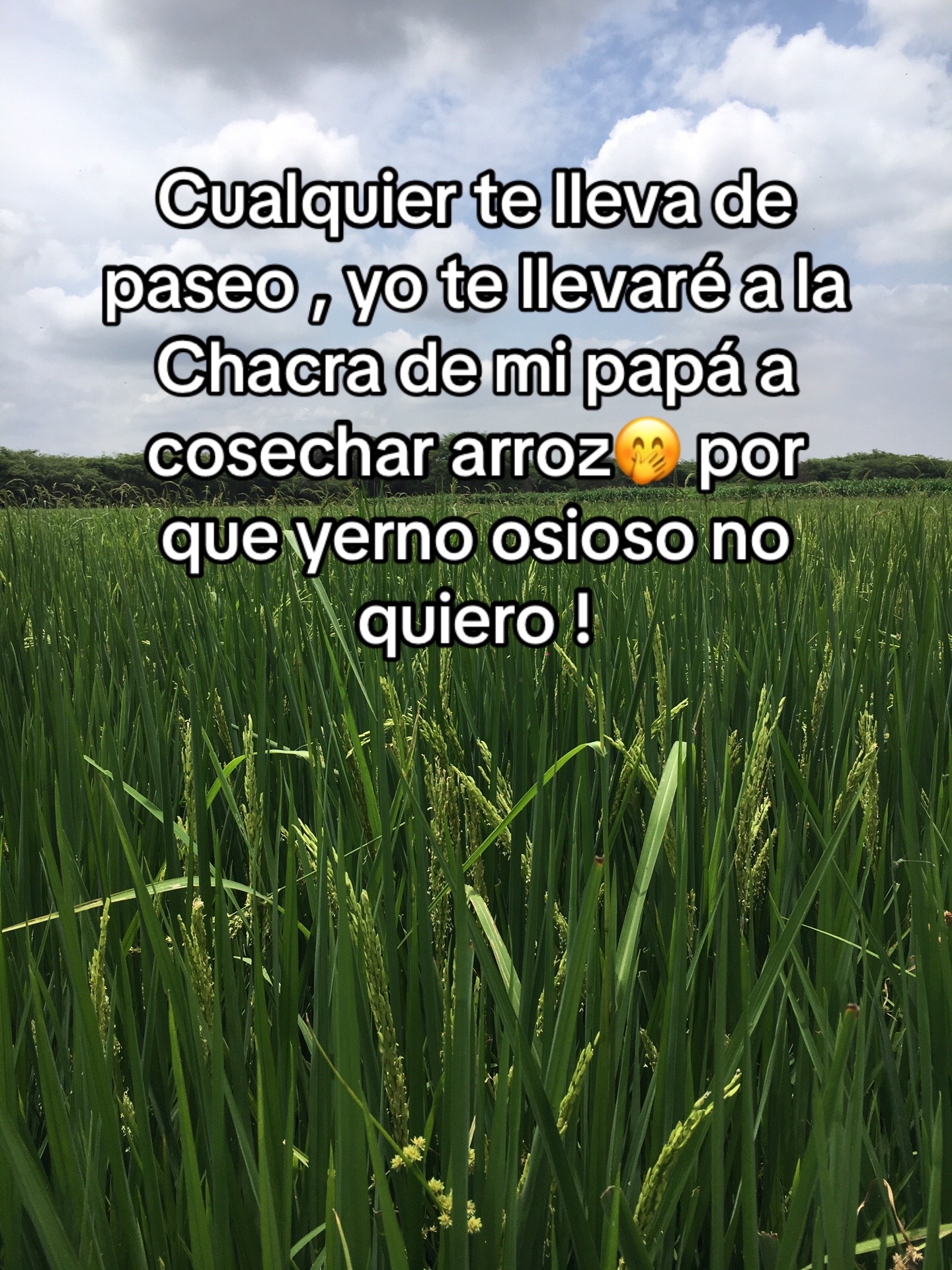 @cachetitos225