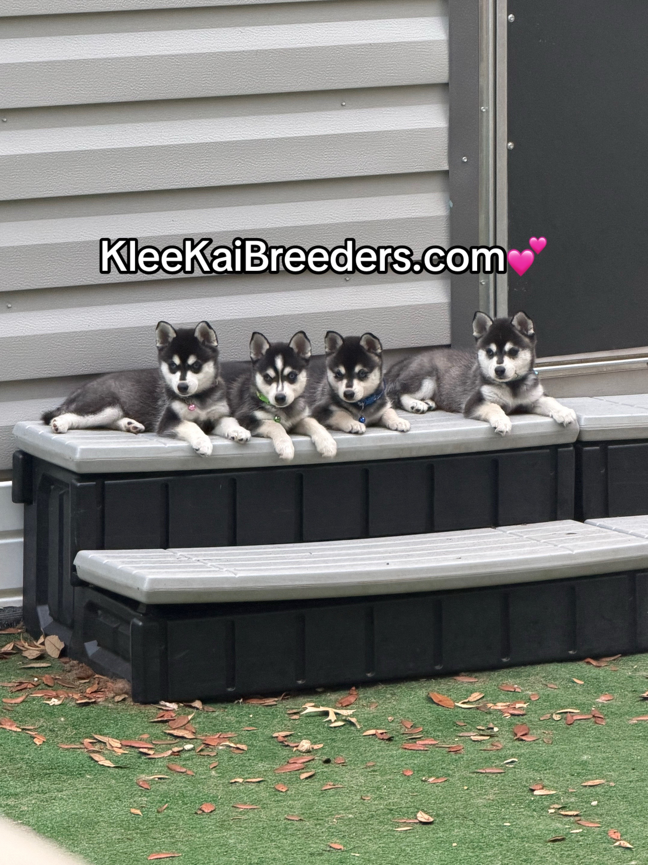 @kleekaipuppies4sale