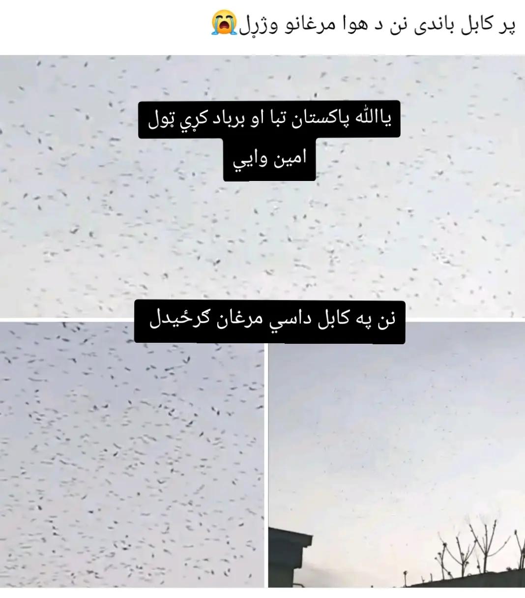 @وطن🇦🇫سره 🇦🇫مينه 🇦🇫لرم💞