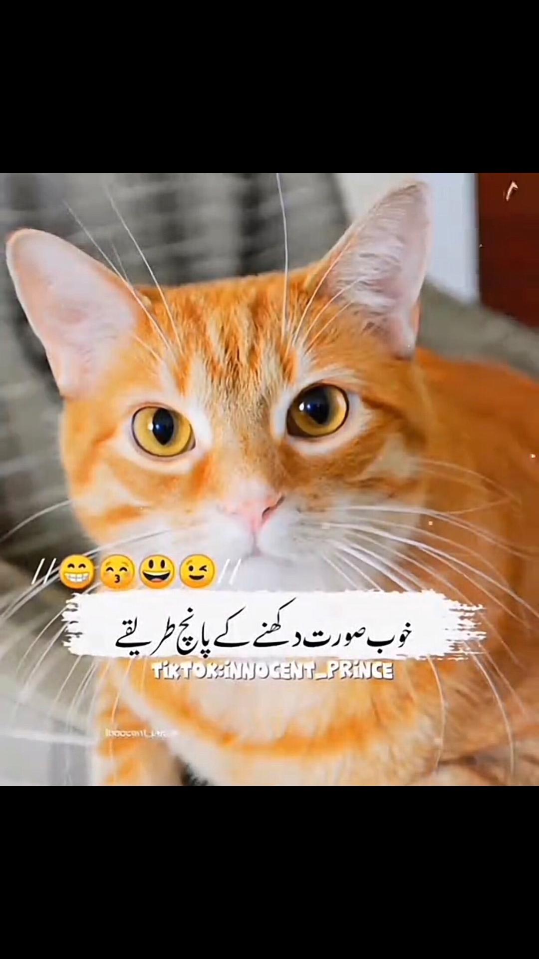 @Innocent Boy ❤️🔥👑🥀