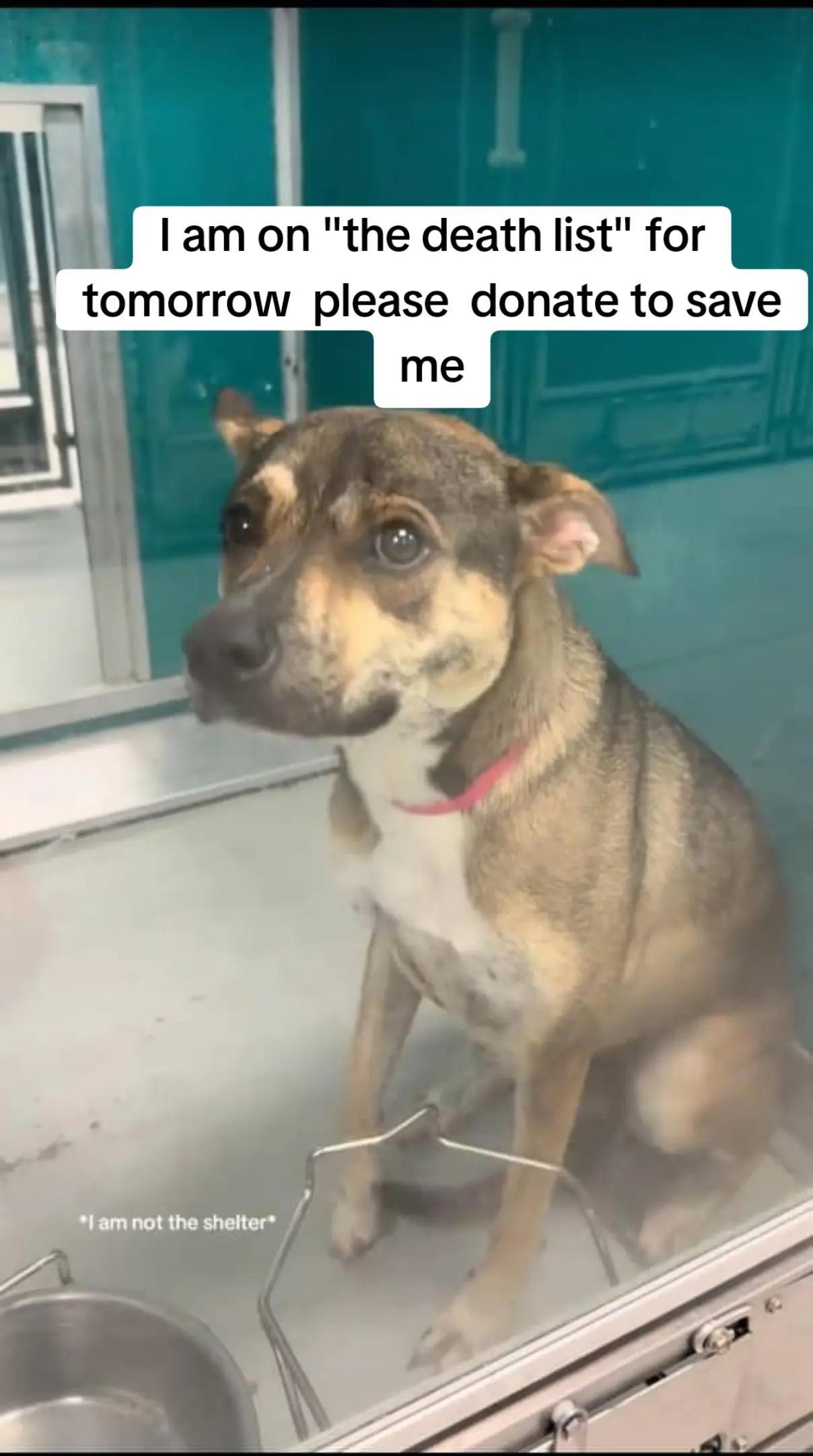 @adoptabledogsofmiami