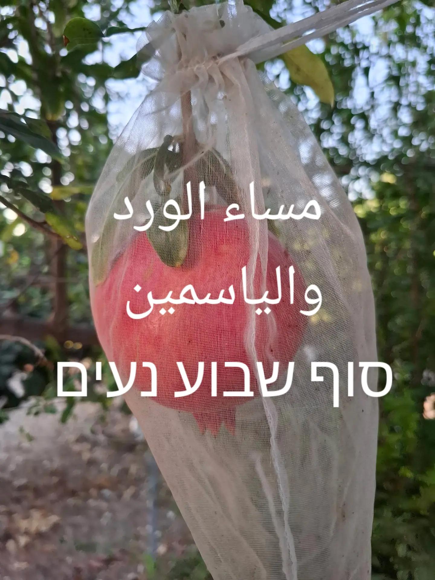 @Nazeeh Yamin
