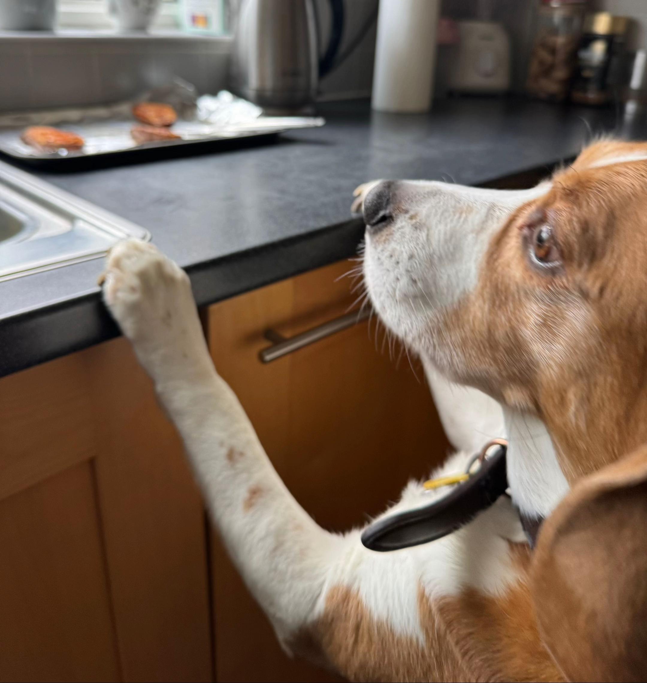 @Neo_The_Beagle