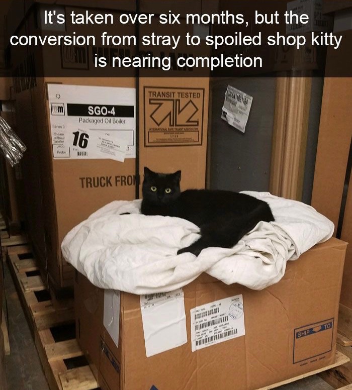 @🐾🐈🖤🤍🧡