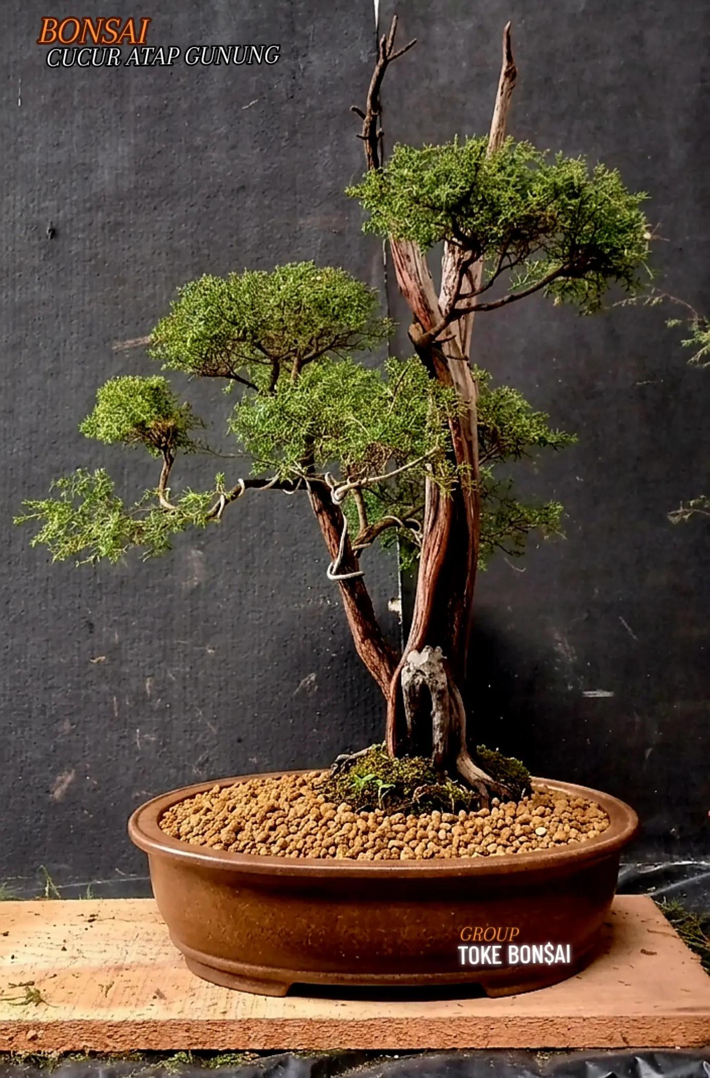@Toke bonsai galeri