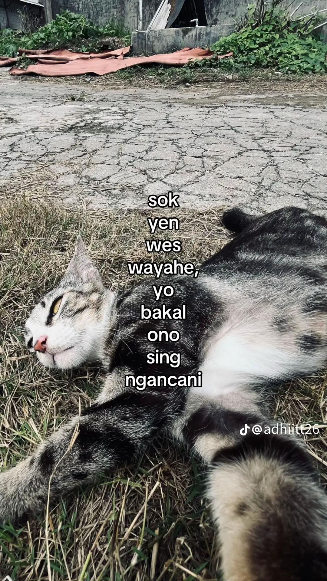 @sikecik