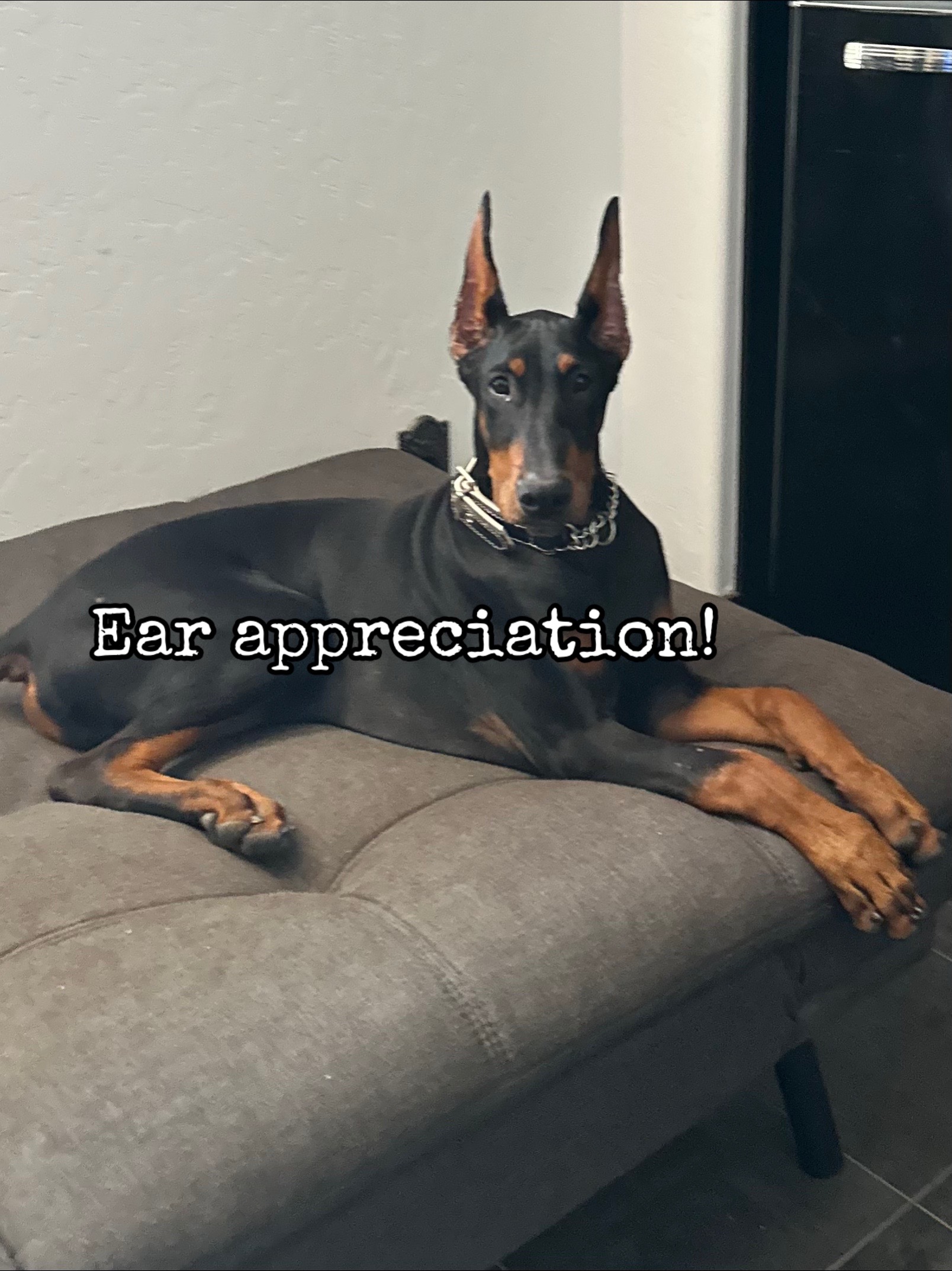 @Phantom The Service Dog
