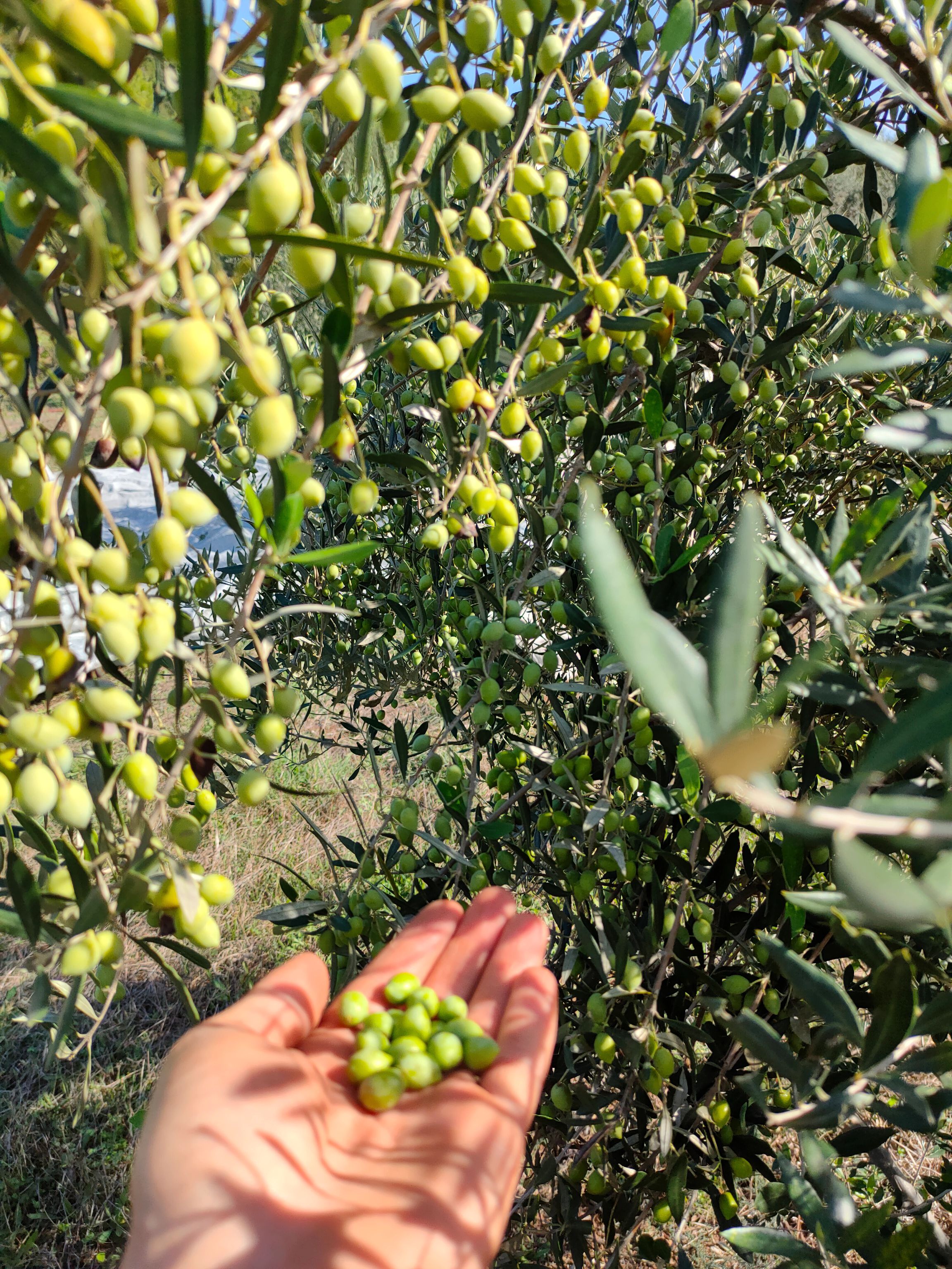 @&Nu;&tau;ί&nu;&omicron;&sigmaf; &Kappa;&alpha;&rho;&alpha;&mu;ά&nu;&eta;&sigmaf;
