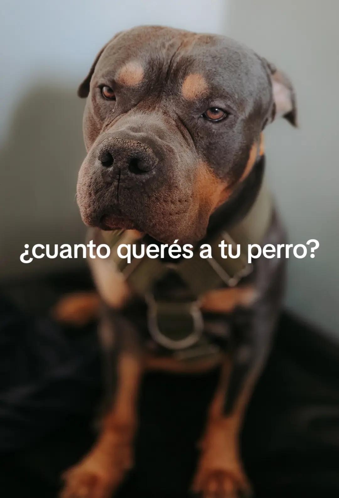 @Agus y Tarantino 💛🐶