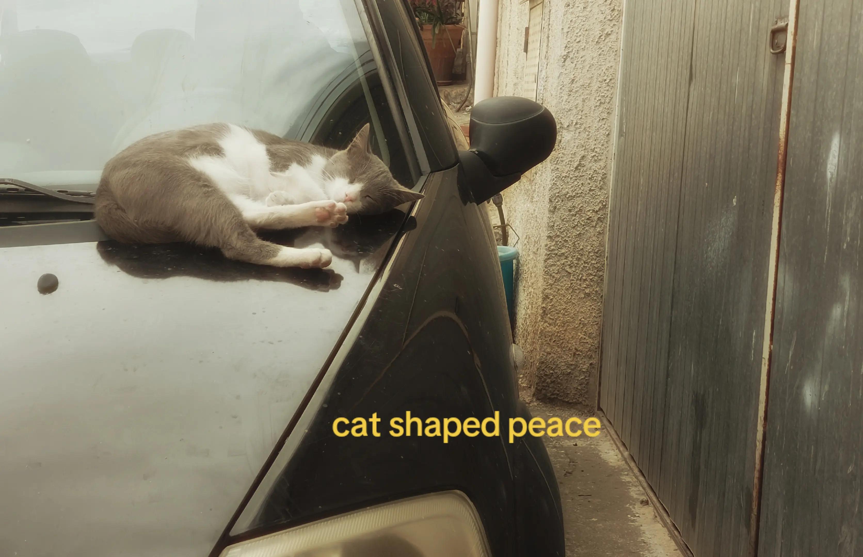 @elisa ͙⋆