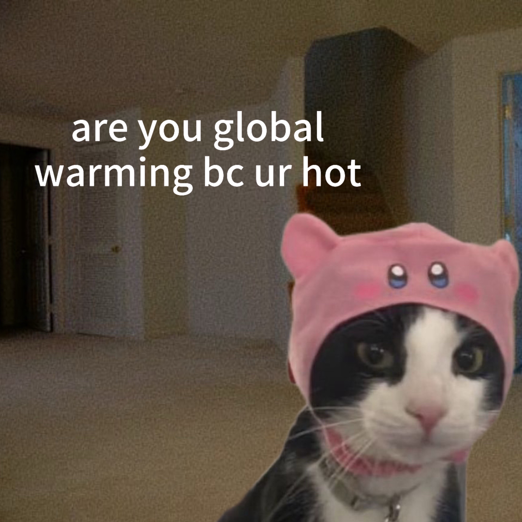 @Cat Memes