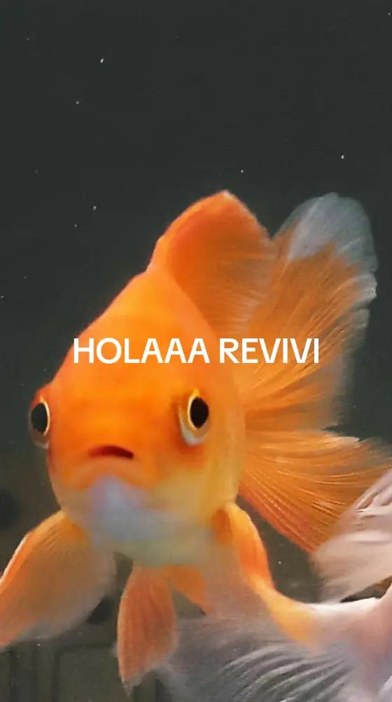 @pepitocastañeda90