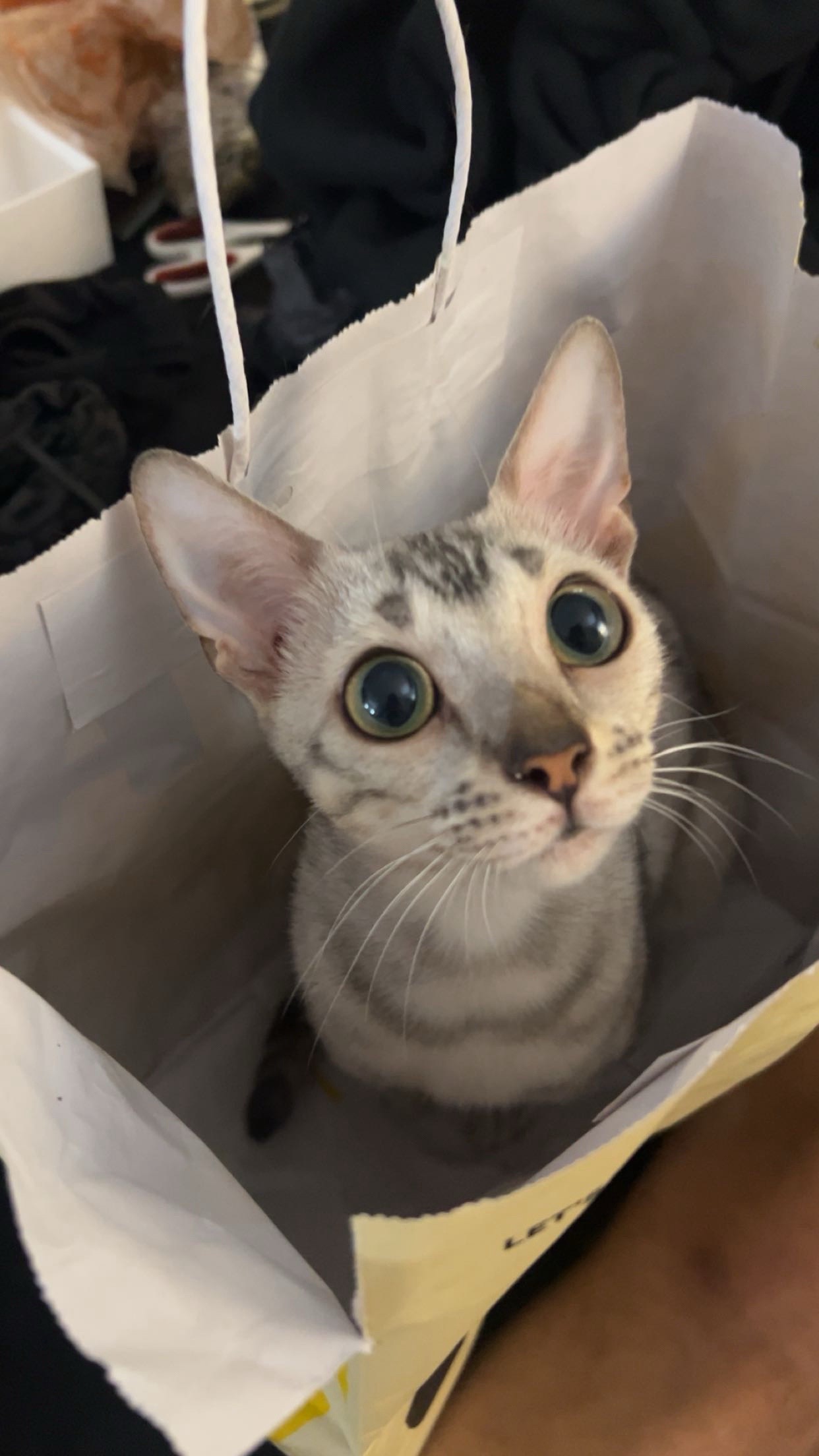 @Sagethebengal