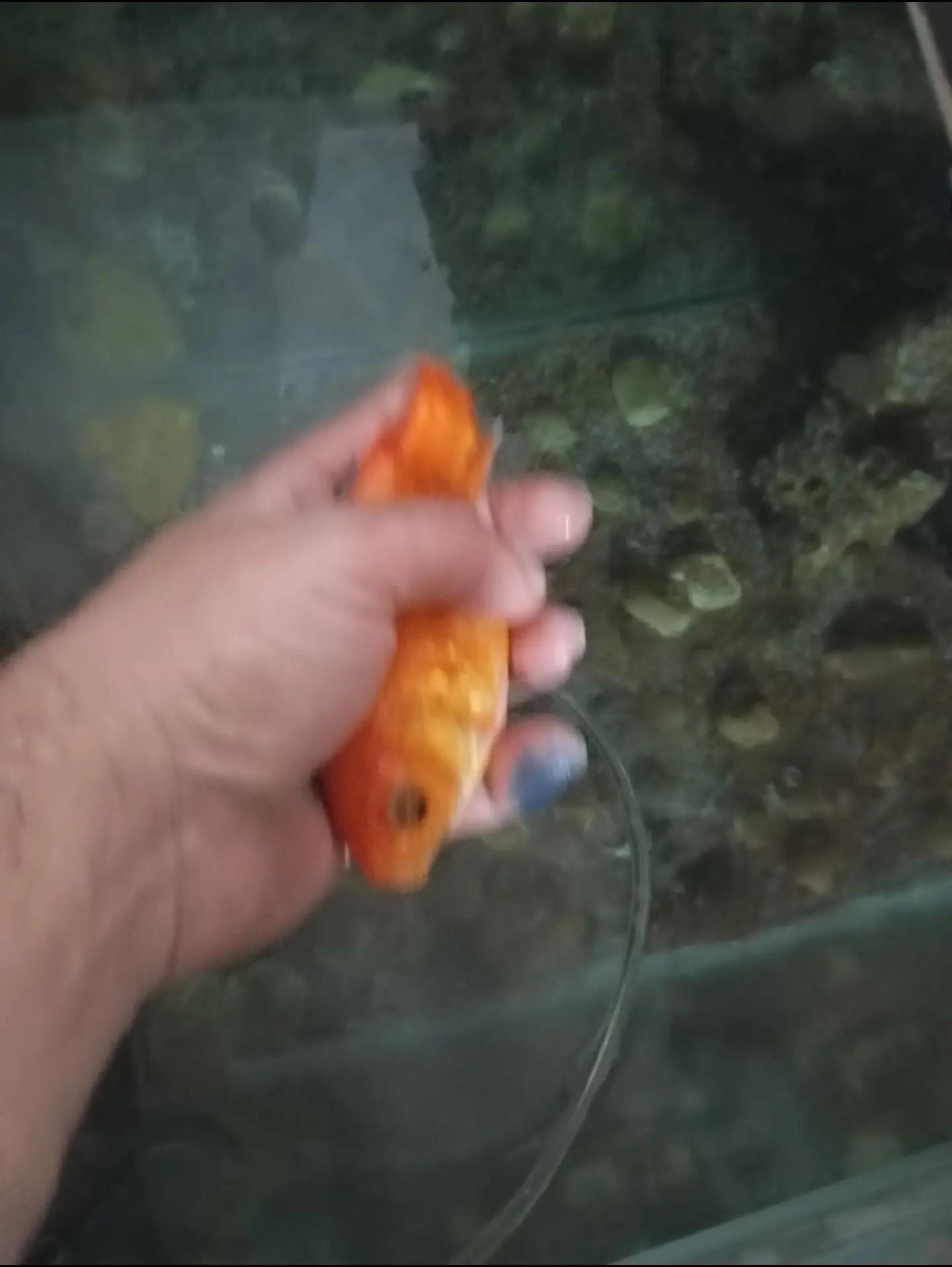 @&ccedil;amur