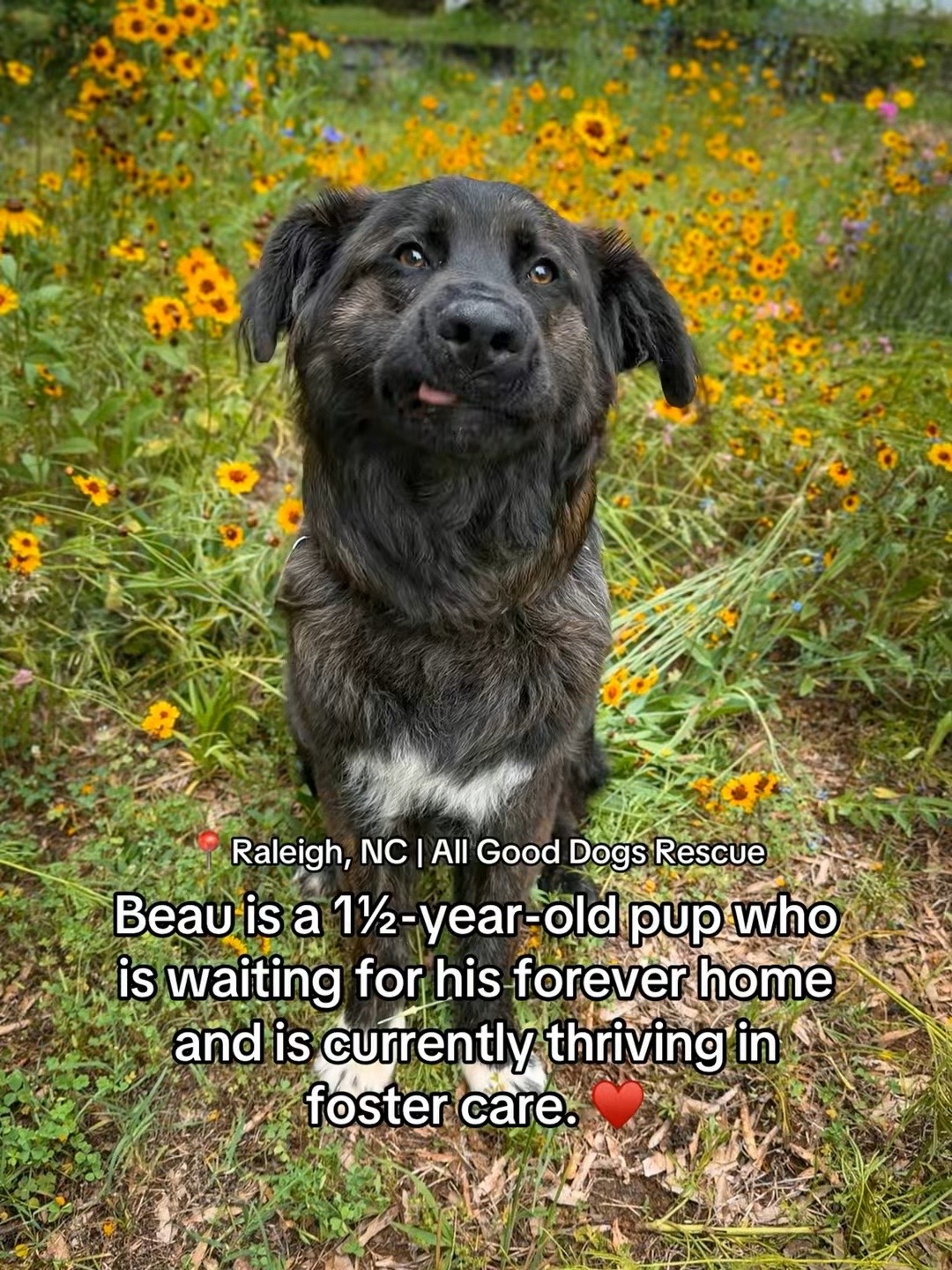 @Adopt a Pet