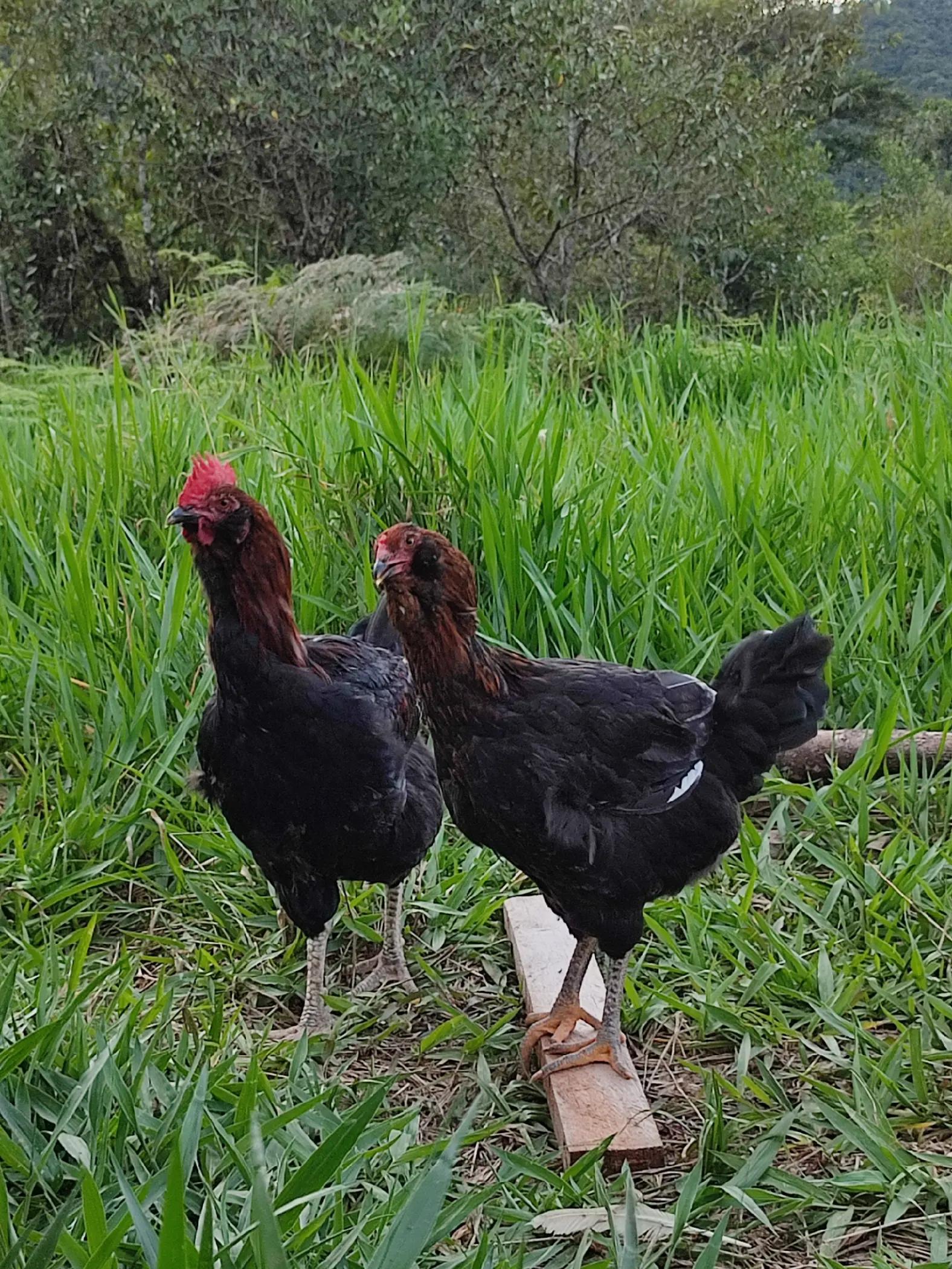@Manuelito en el campo 🌱🐓🐄