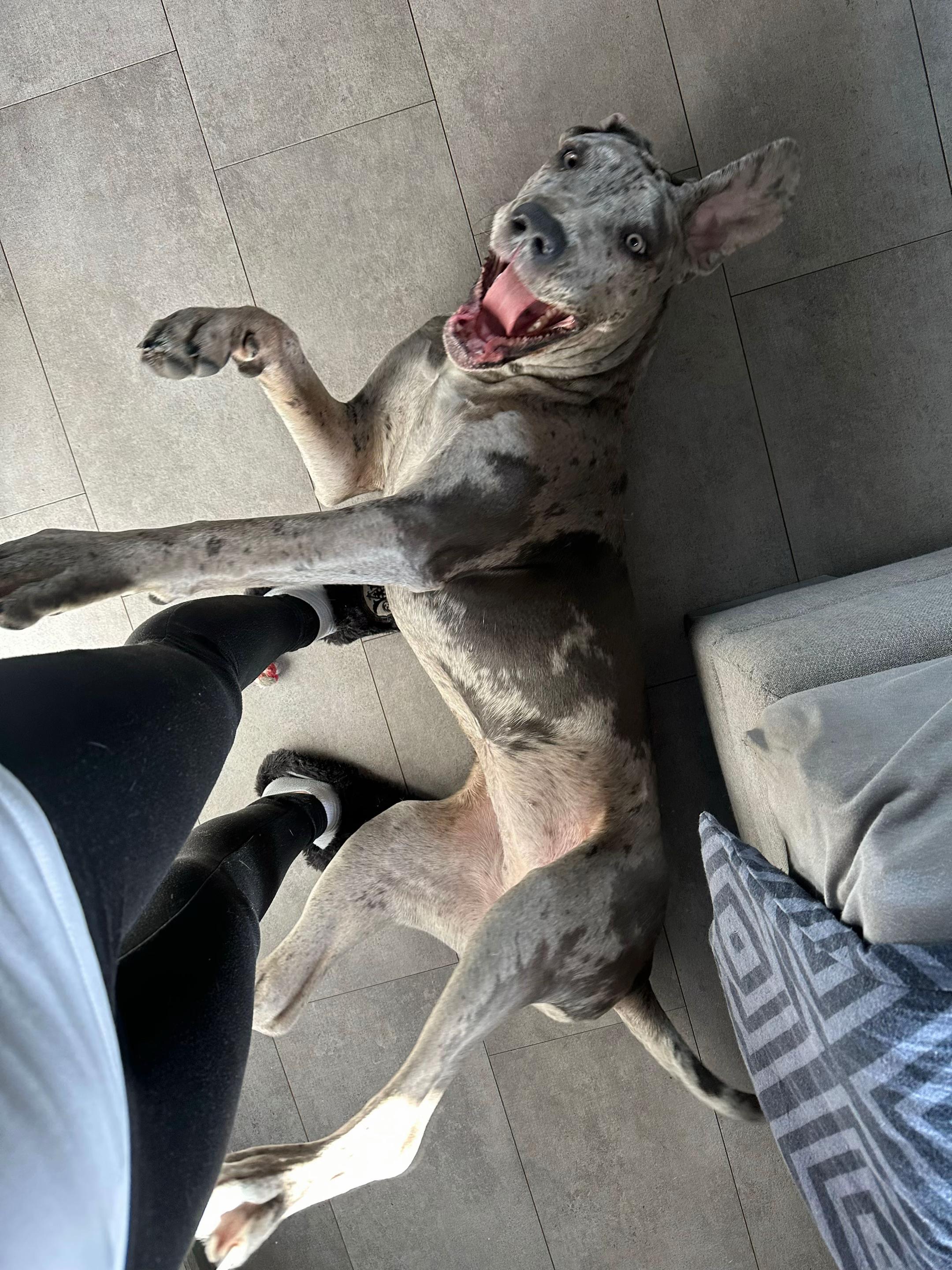 @✨Lou~CaNeCorSo✨