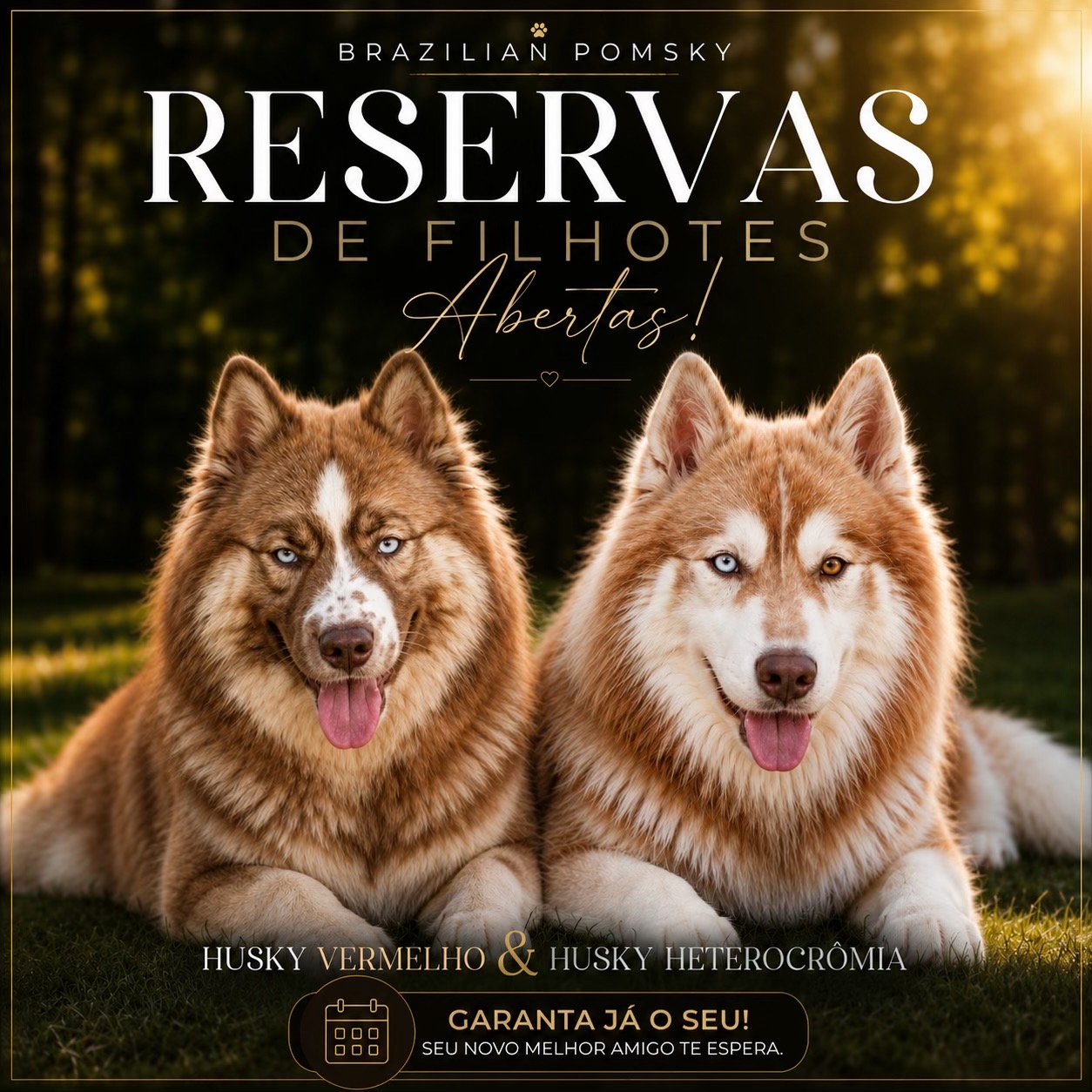 @Brazilian Pomsky
