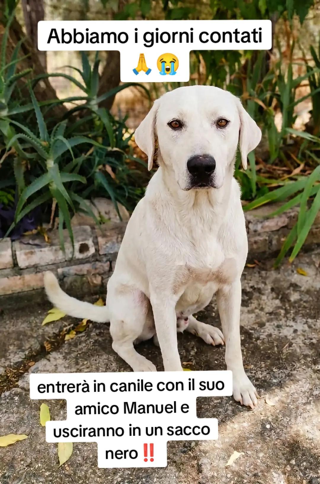 @Pina Rossignuolo