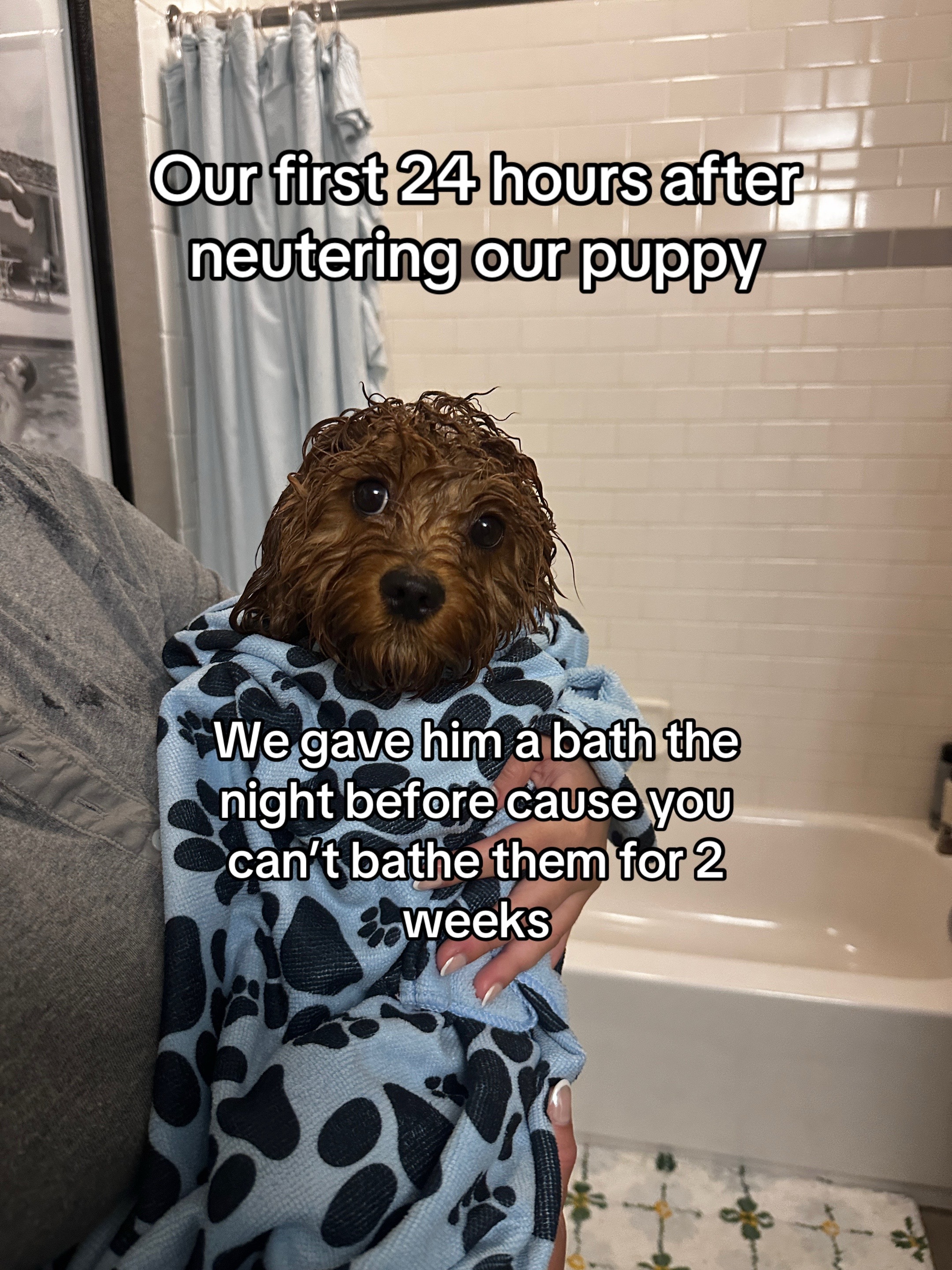 @Leo the Cavapoo