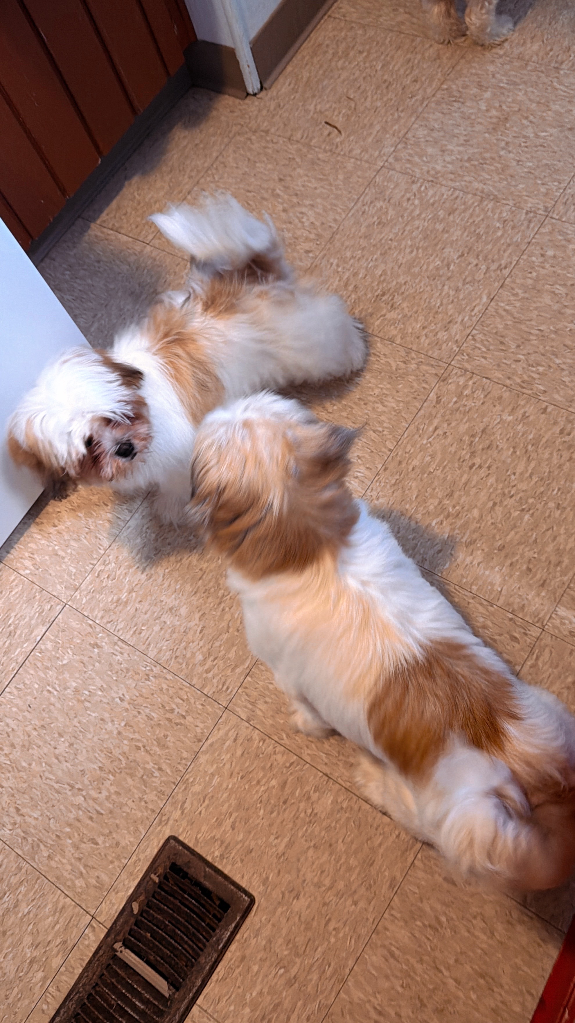 @Crispín_y_mia_shihtzu_puppies.