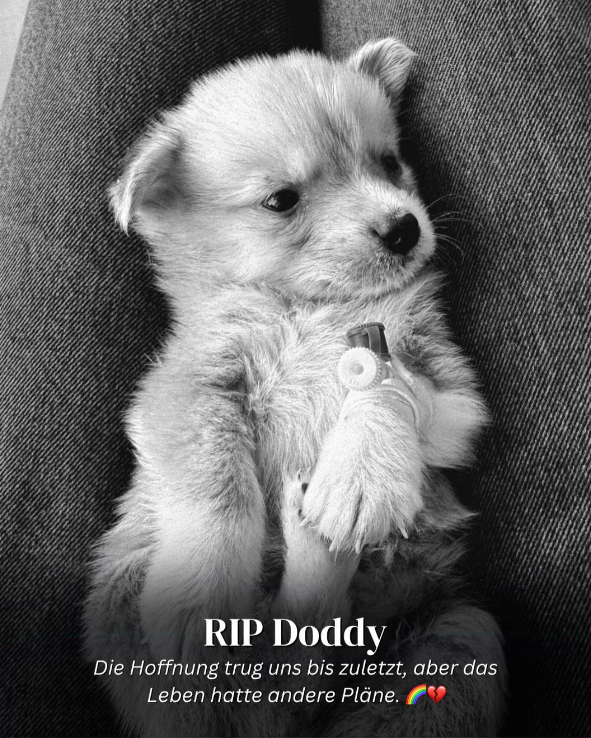 @SpecialDogs e.V.