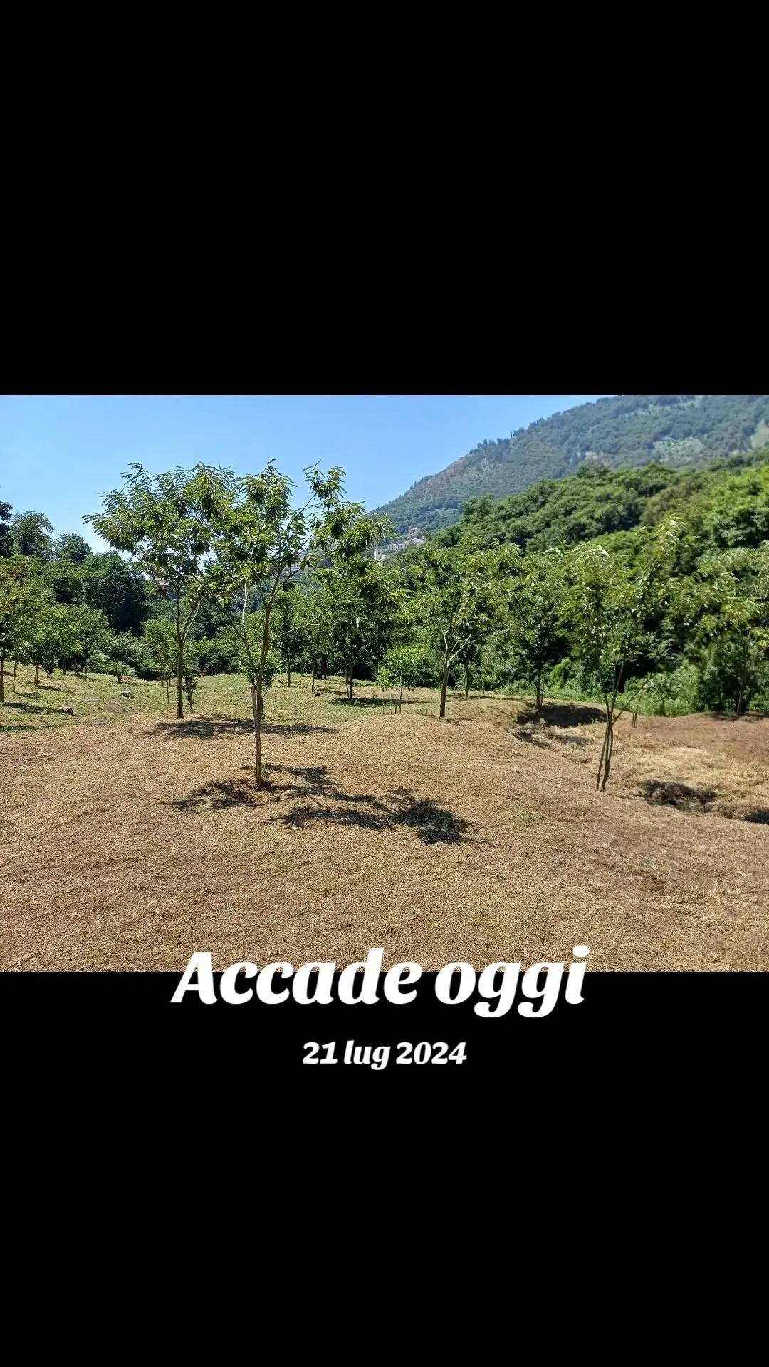 @Gio Mansi