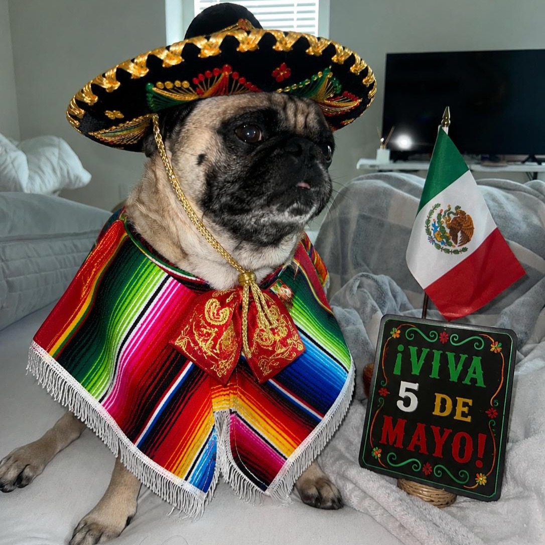 @Benji&Mia the Pugs