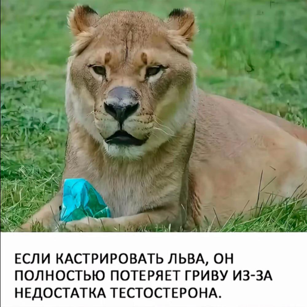 @федота 2