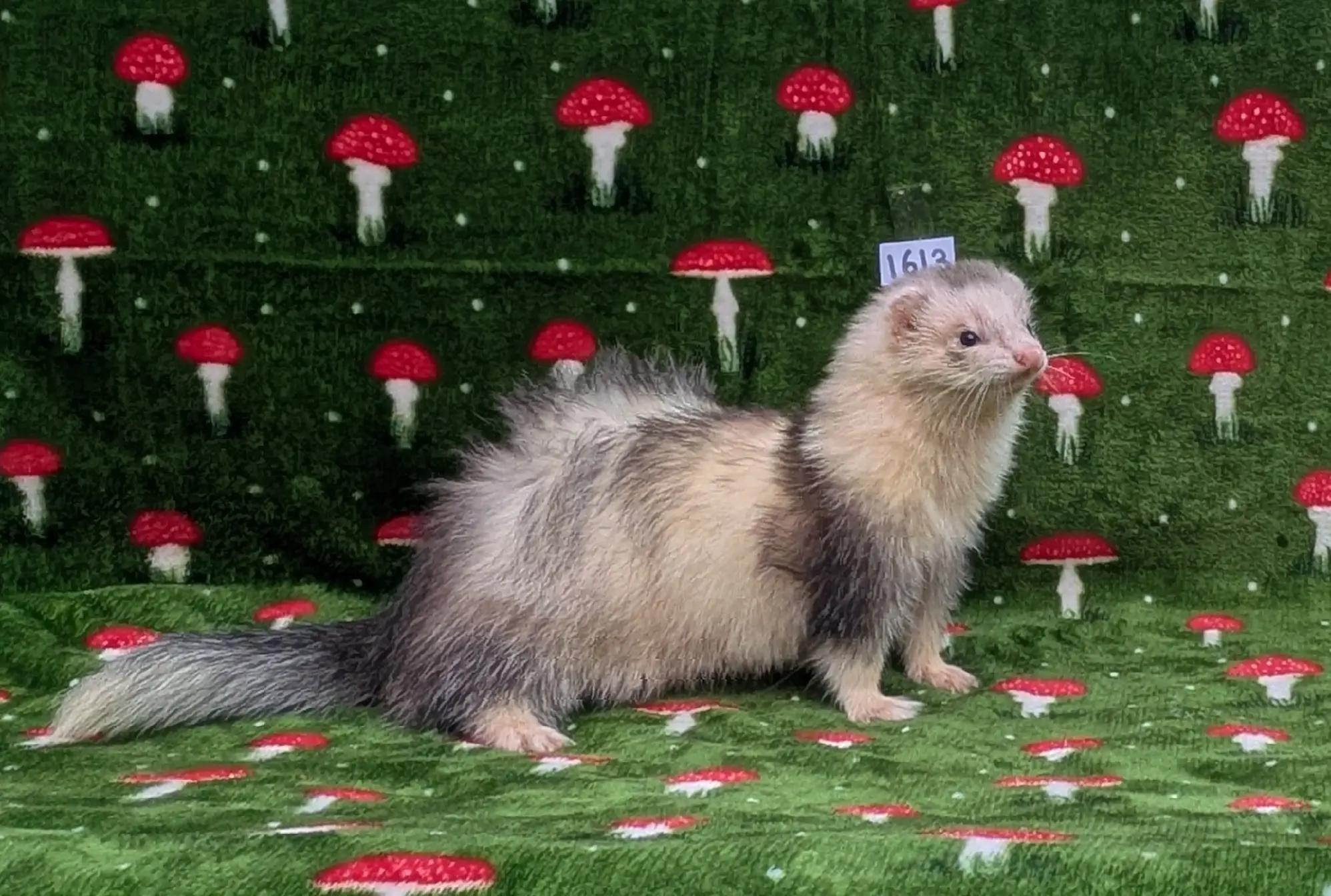 @Ocean City Ferrets