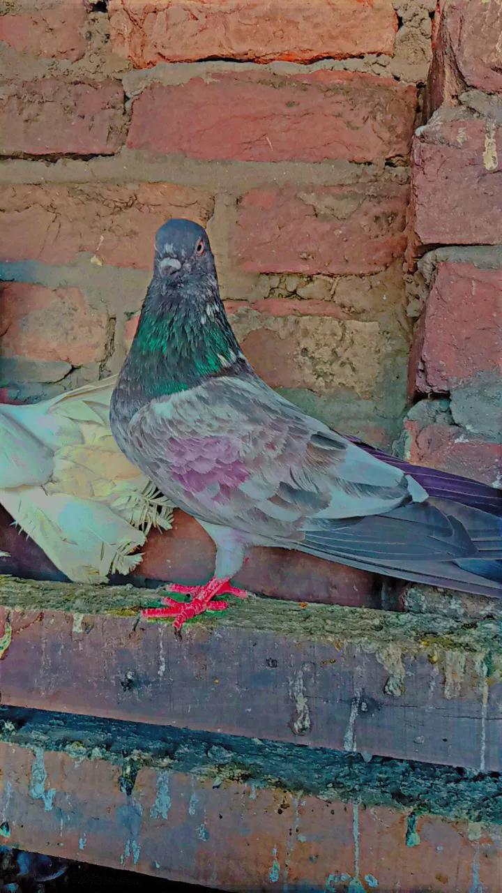 @کبوتر 🕊🕊باز🕊🕊