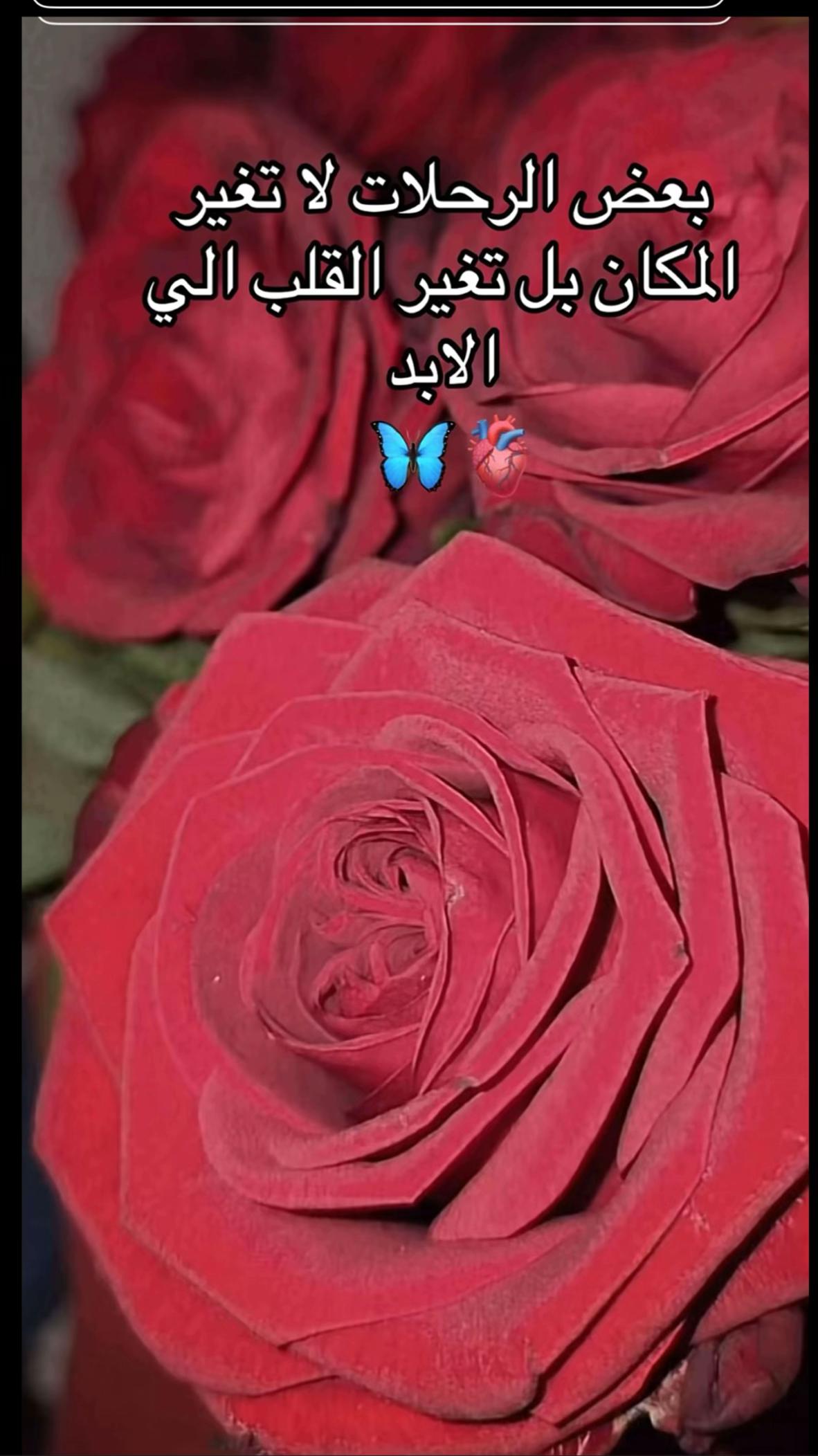 @🌺👑✨سمو الملكه بيان ✨👑🌺