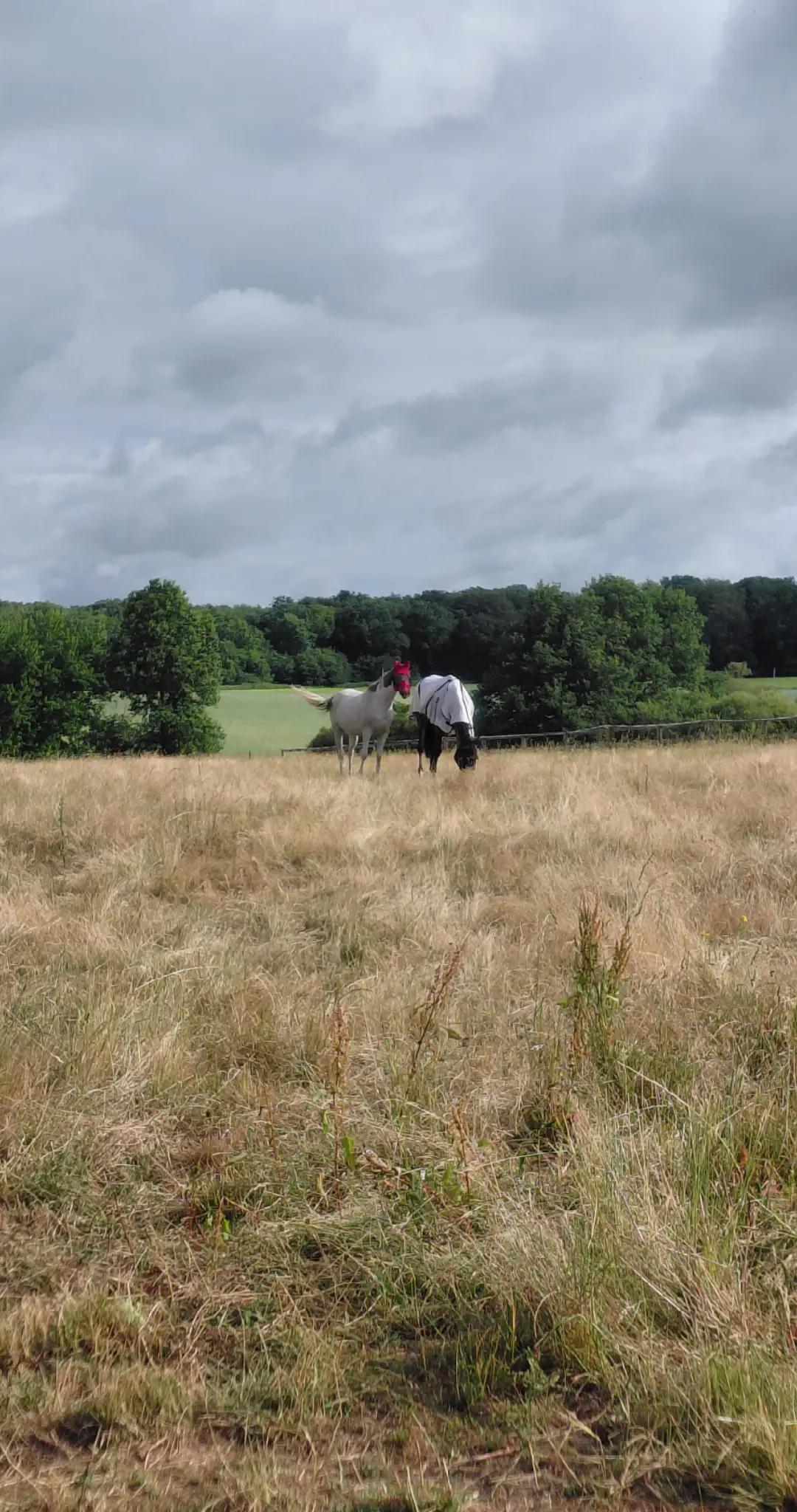 @Le Journal D'un Cheval & Cie