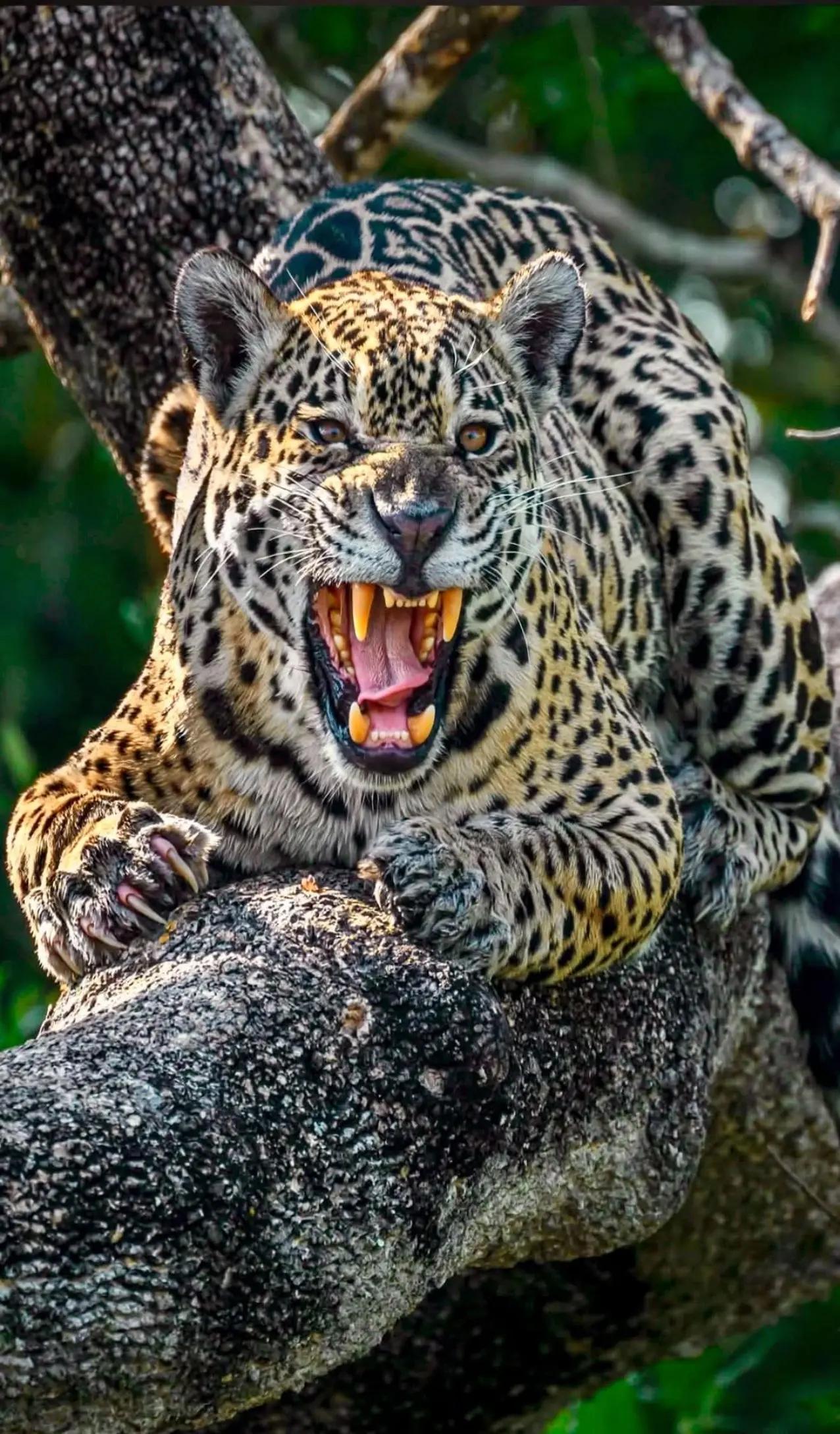 @🐅🐅manimal