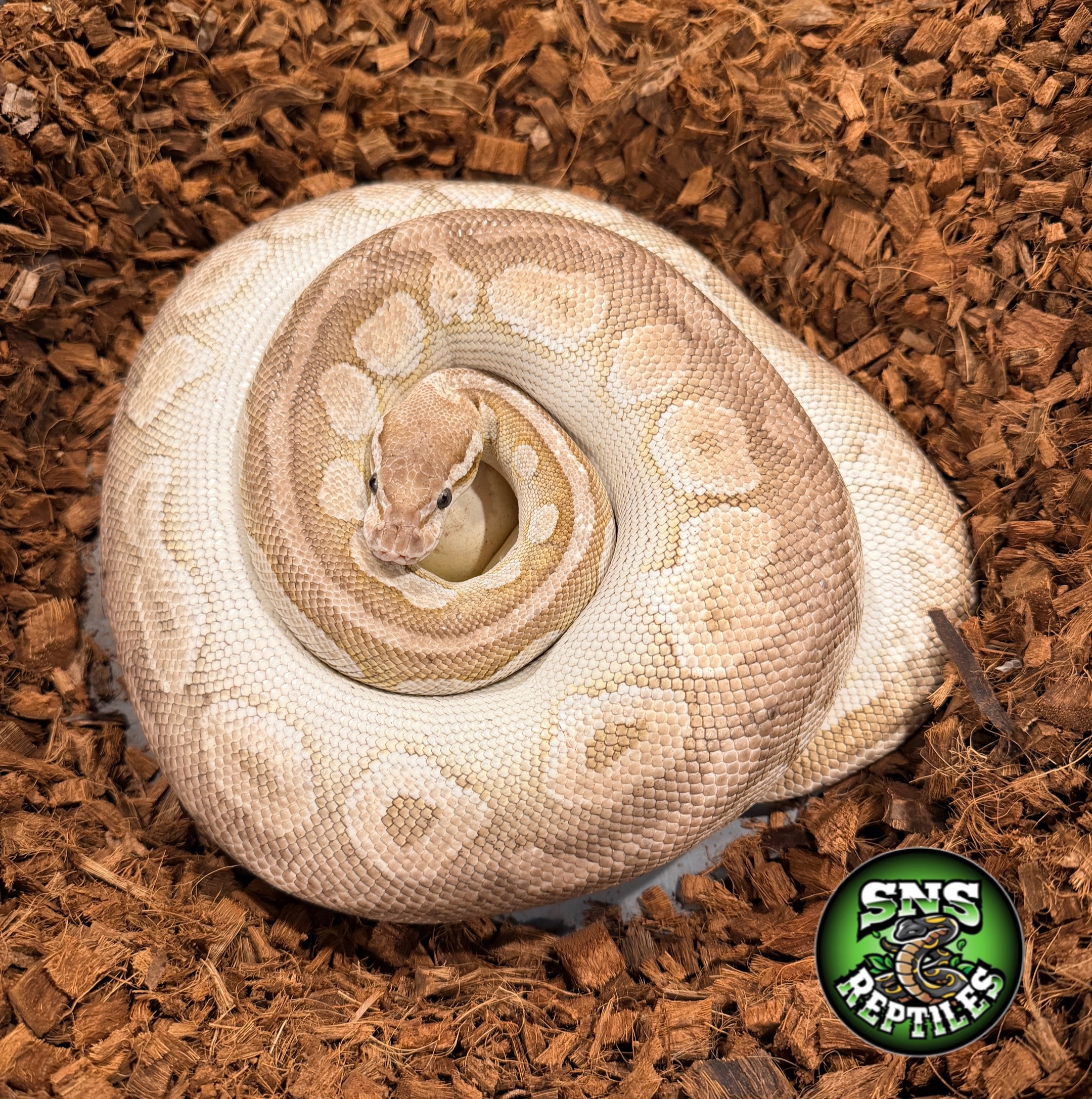 @SNS Reptiles