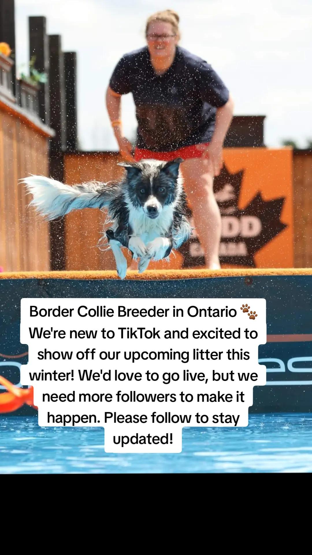 @Thunder Ridge Border Collies