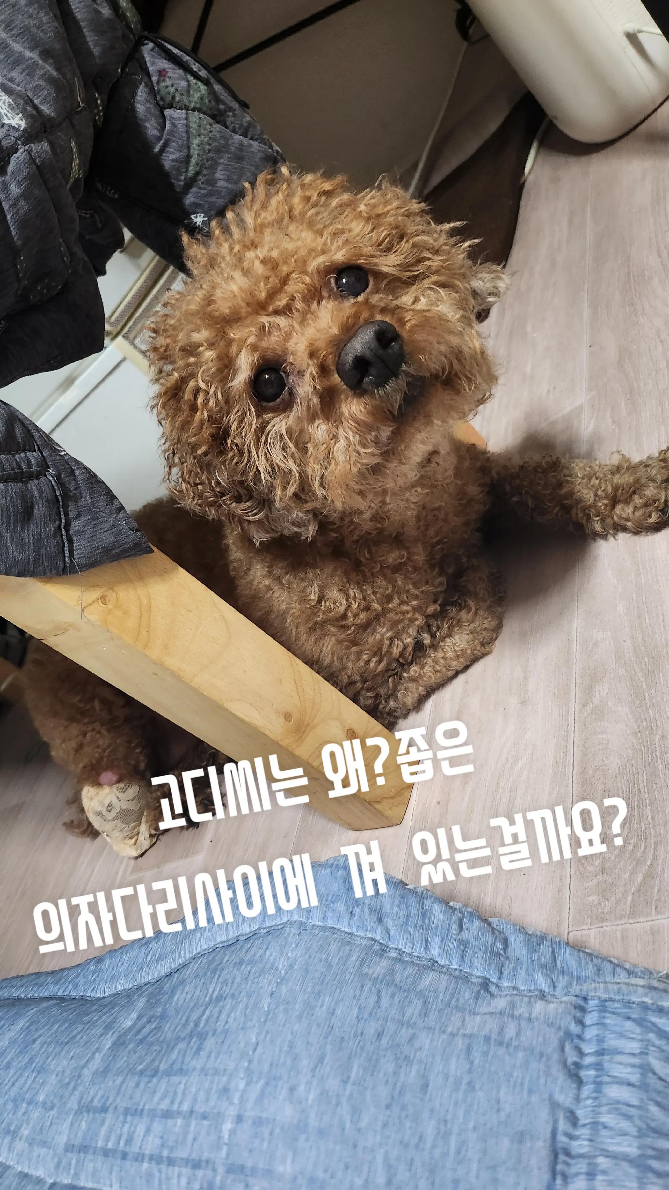 @고디 에미 요요♡